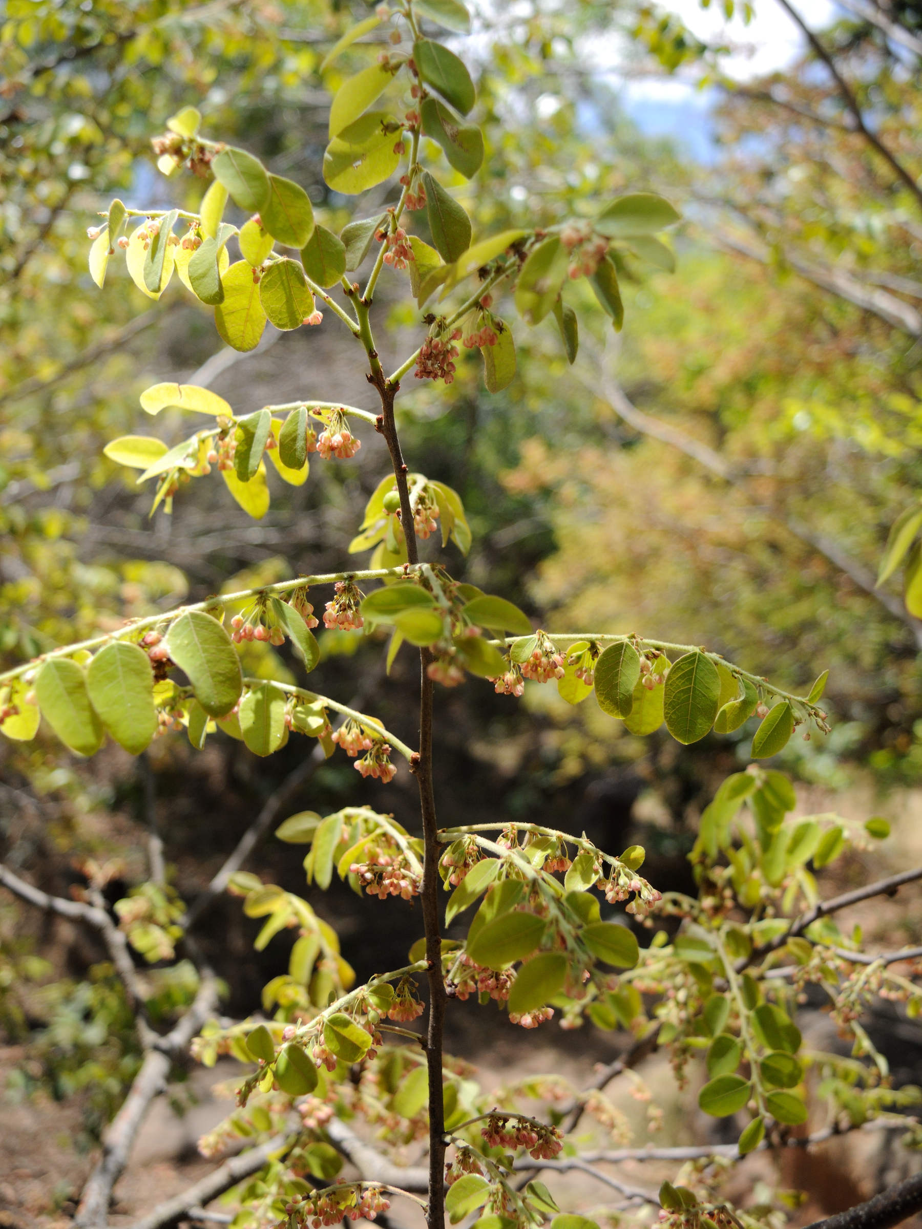 phyllanthus_catsicum1md