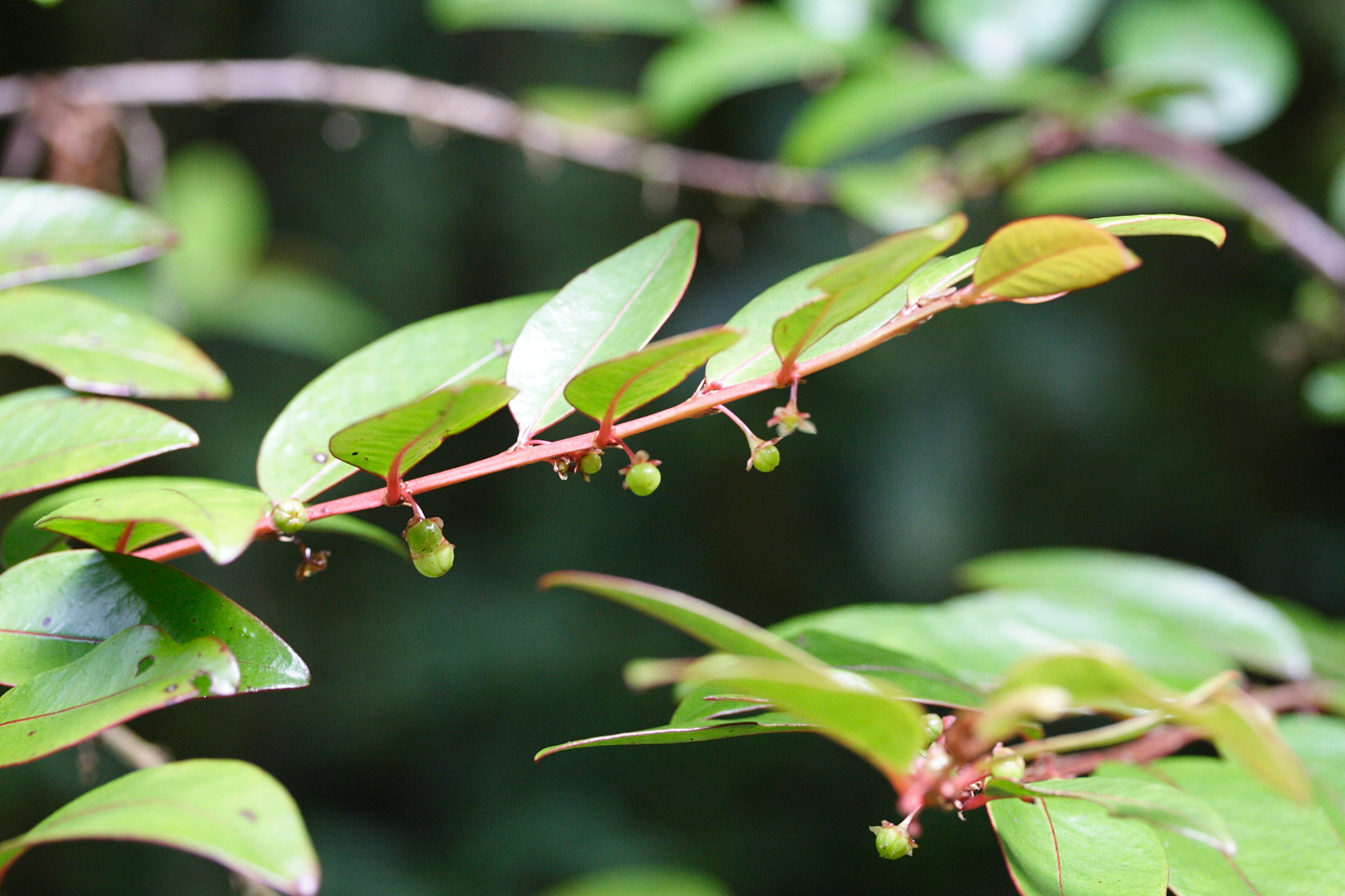 phyllanthus_phillyreifolius2md
