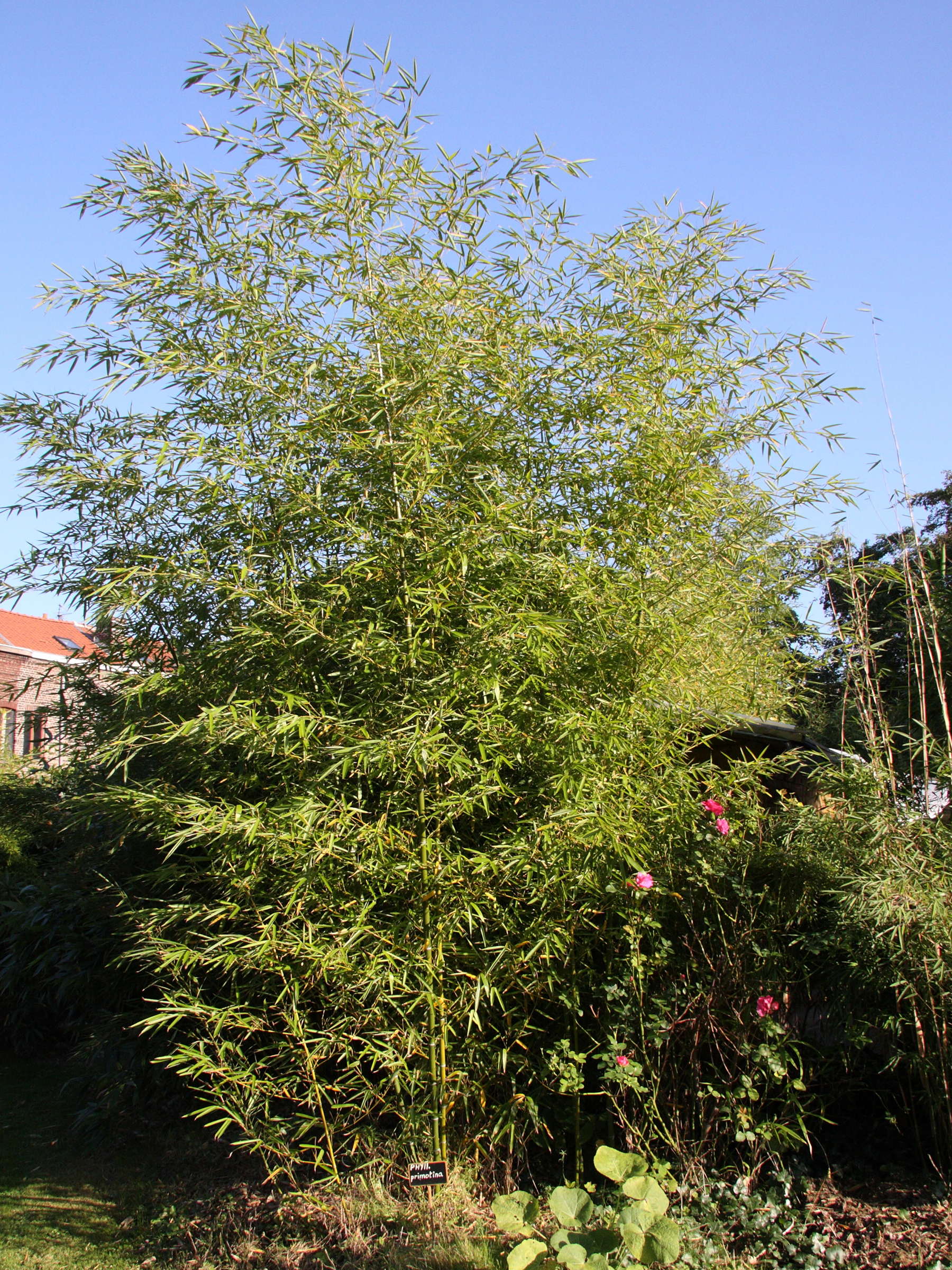 phyllostachys_primotina2md