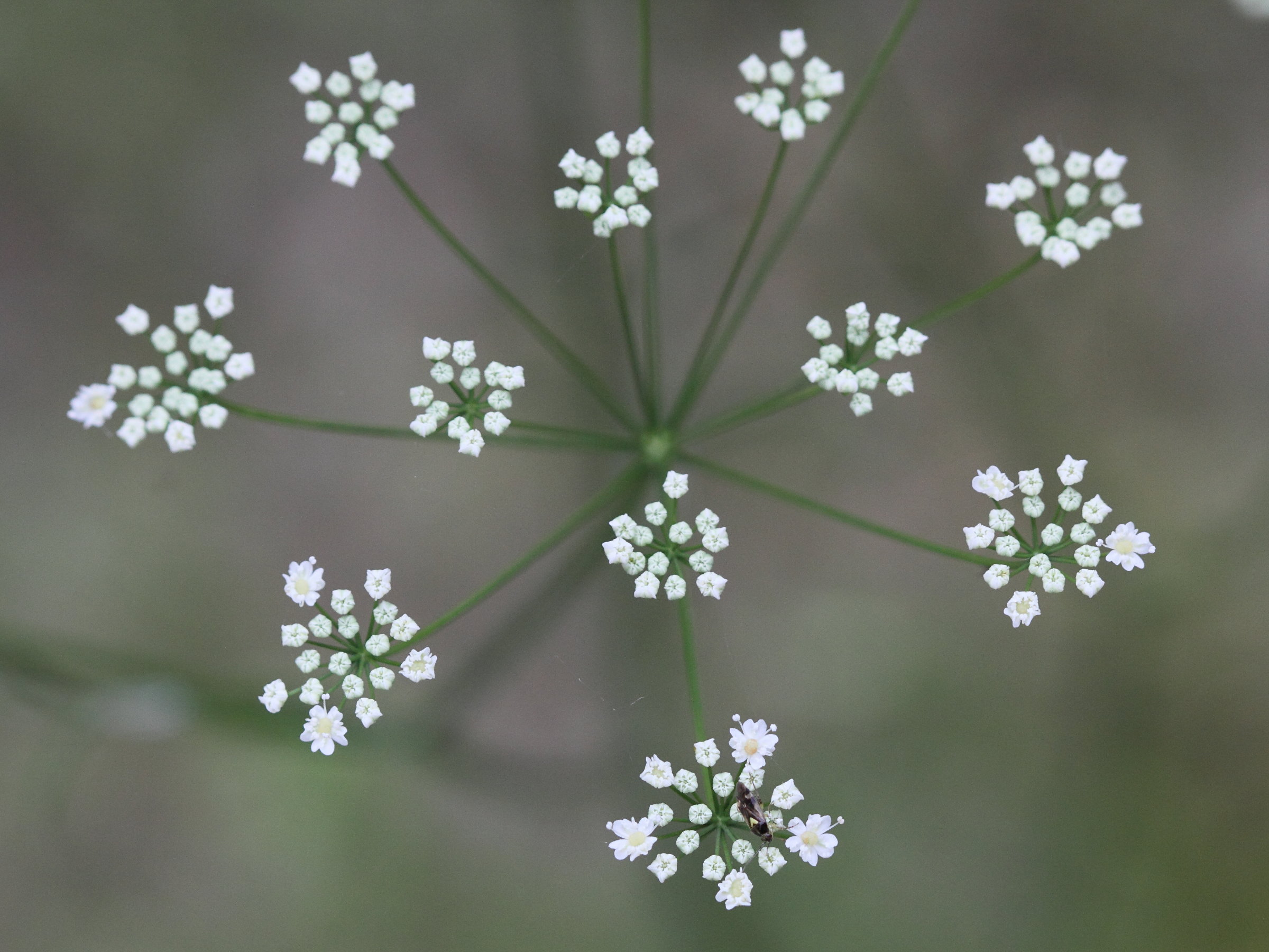 pimpinella_saxifraga1md