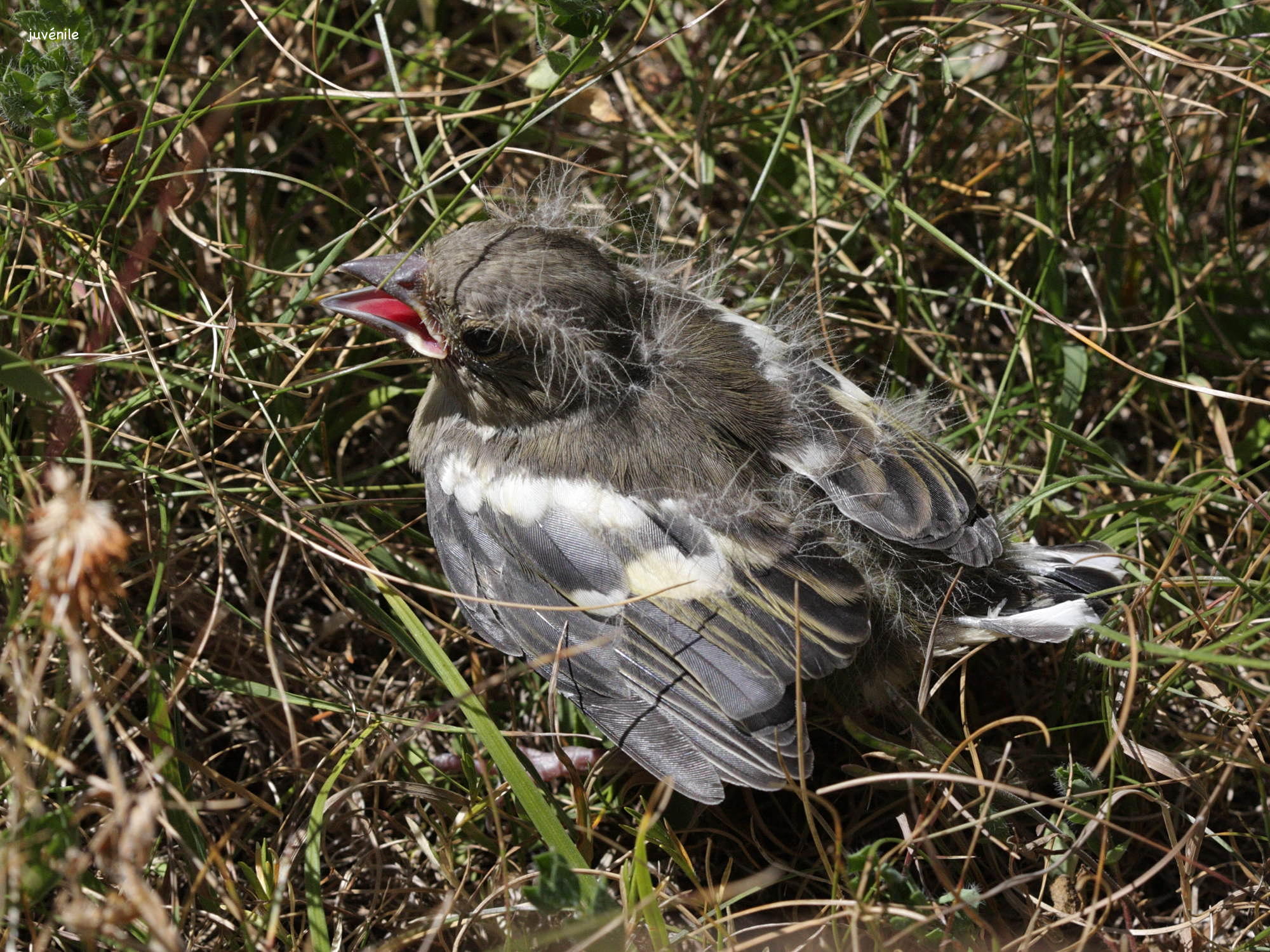 pinson_des_arbres_-_fringilla_coelebs7bd