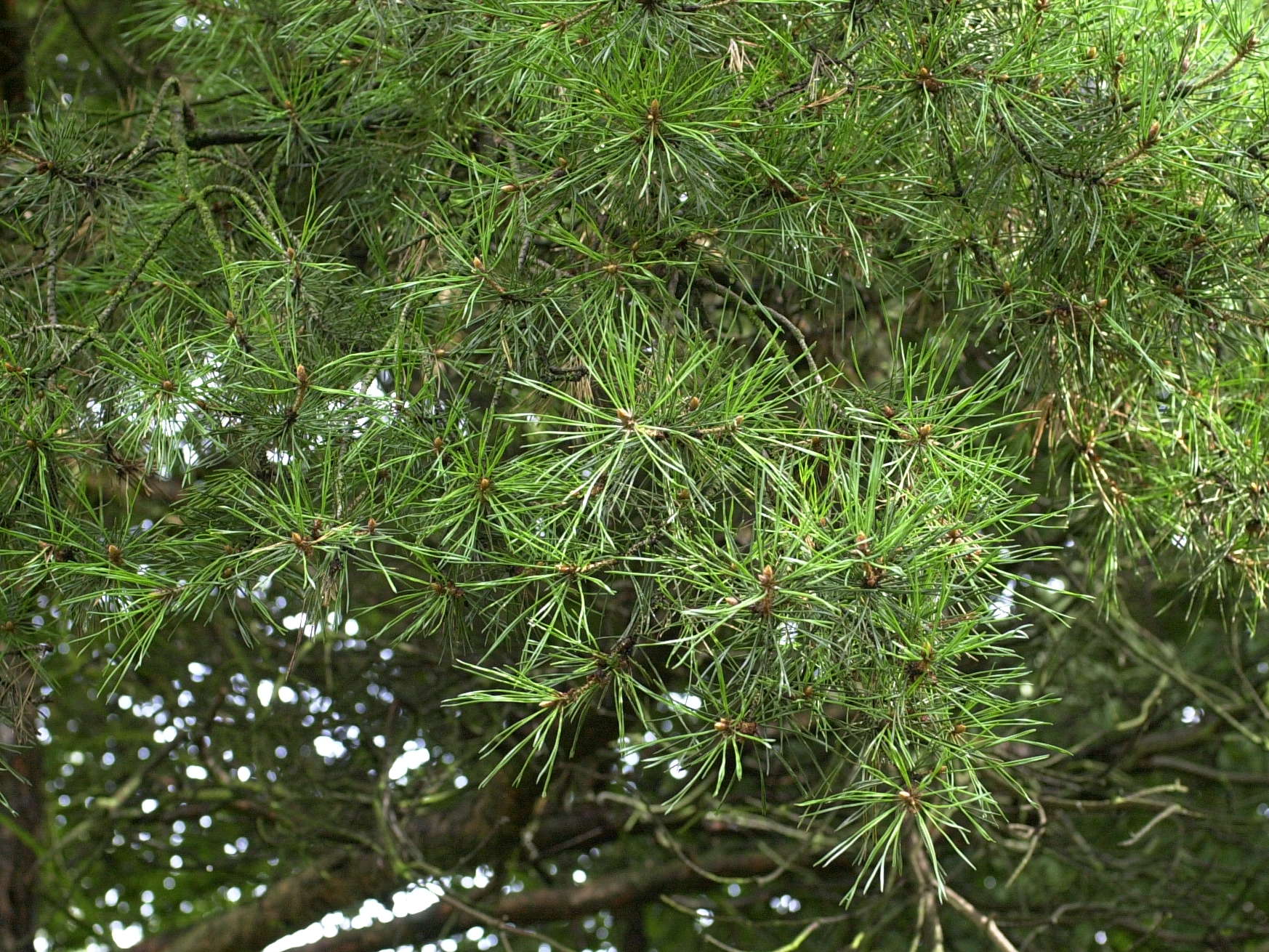 pinus_sylvestris3md
