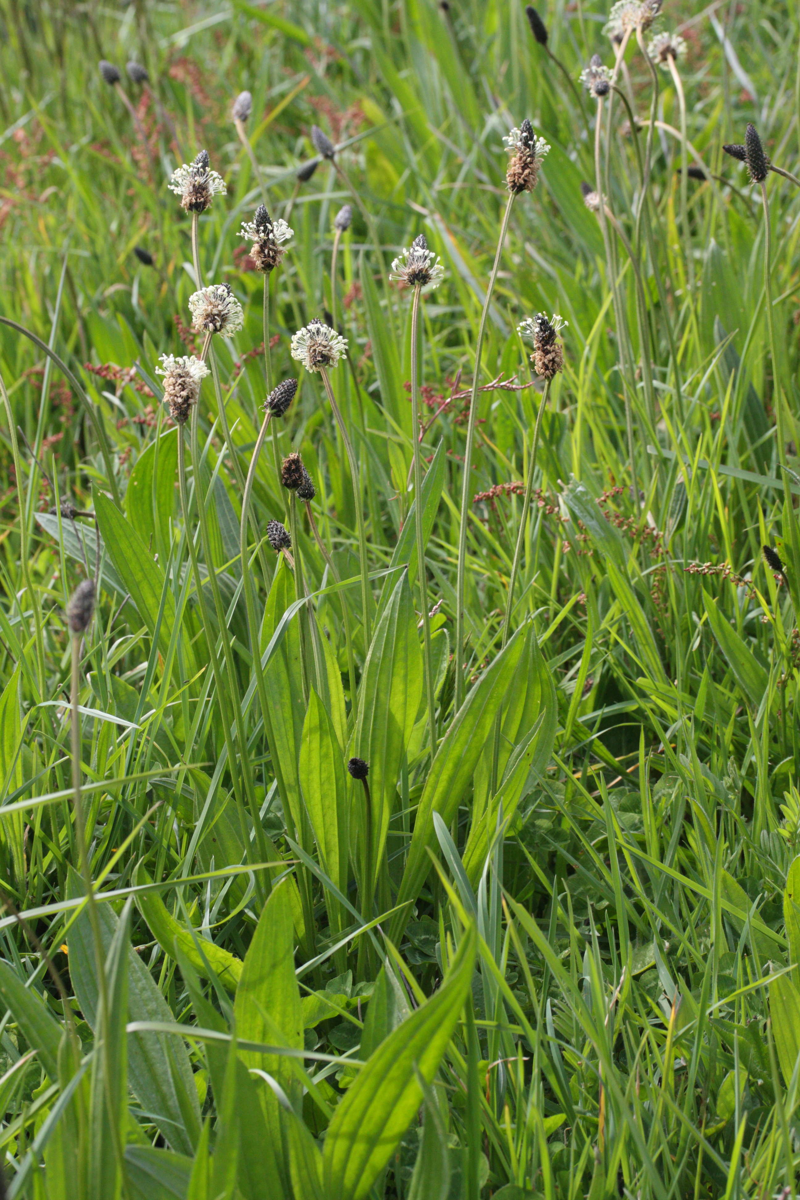 plantago_lanceolata2amd