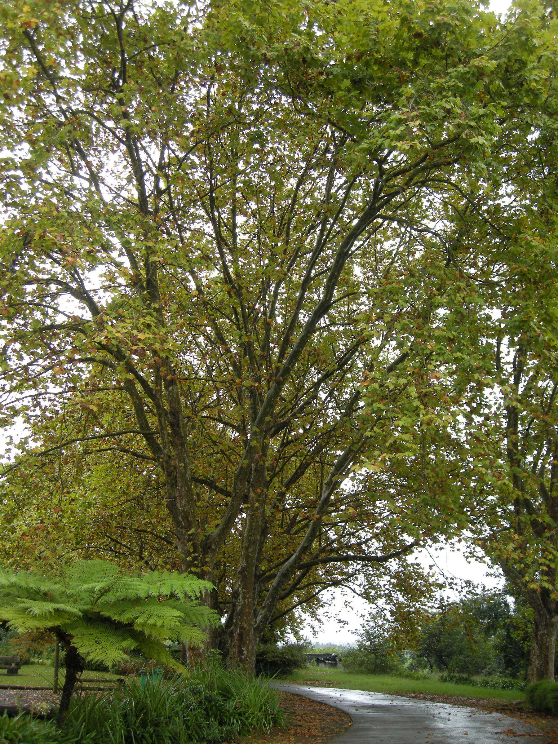 platanus_x_hispanica8md