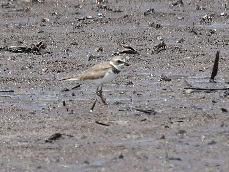 pluvier_siffleur_-_charadrius_melodus1bd