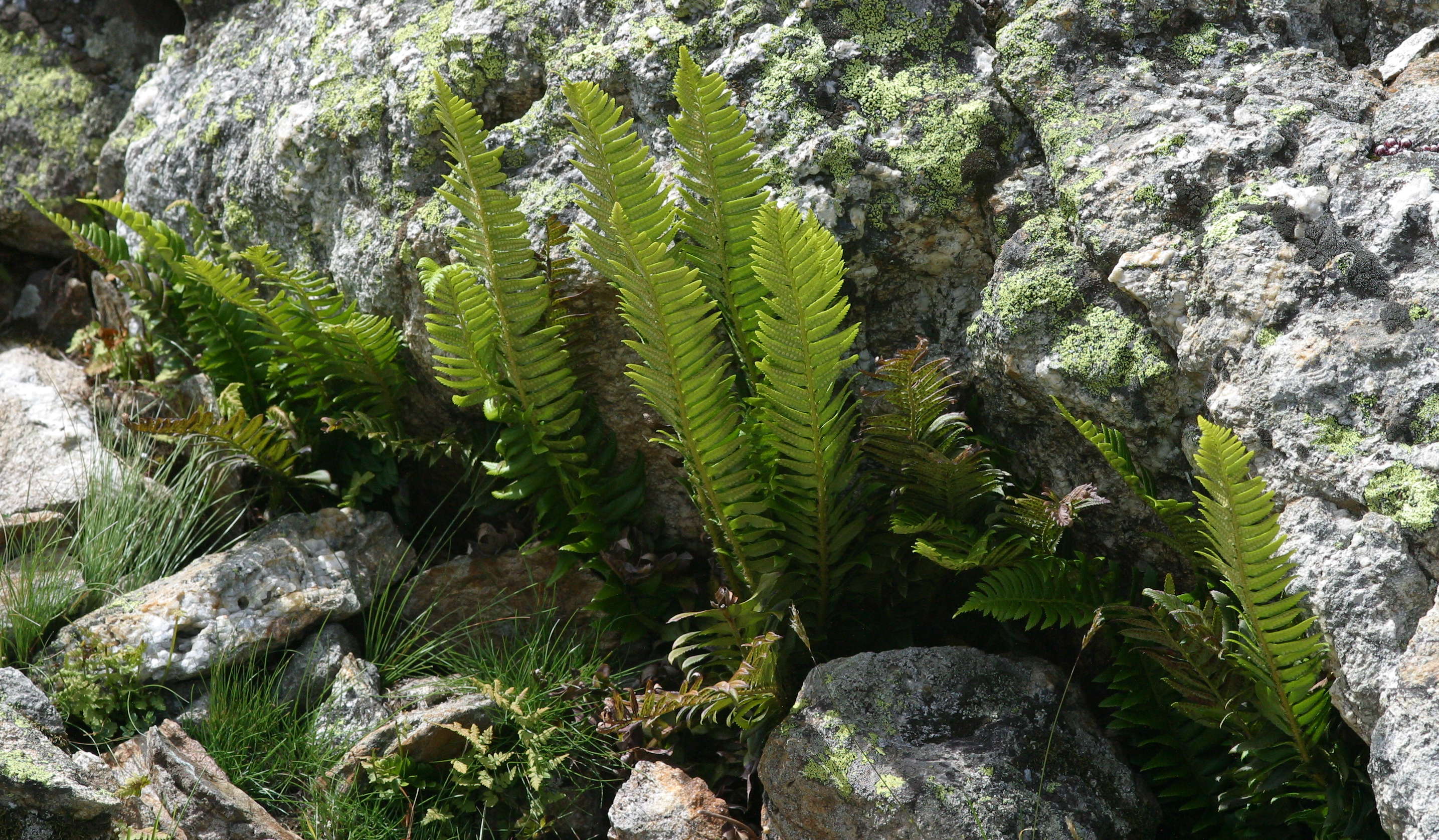 Afficher le média polystichum_lonchitis1md polystichum_lonchitis1md