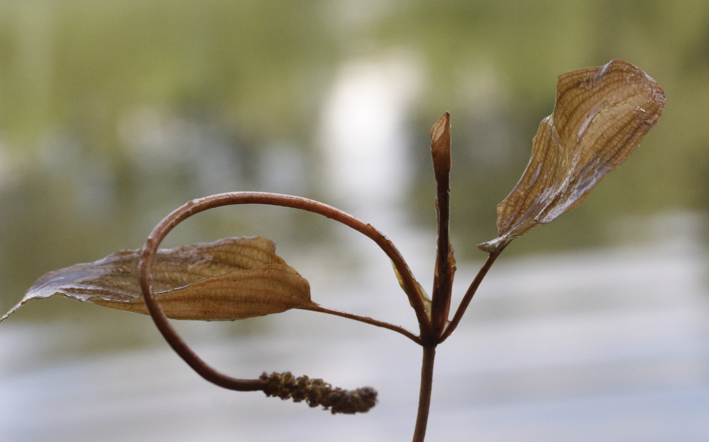 potamogeton_coloratus3md