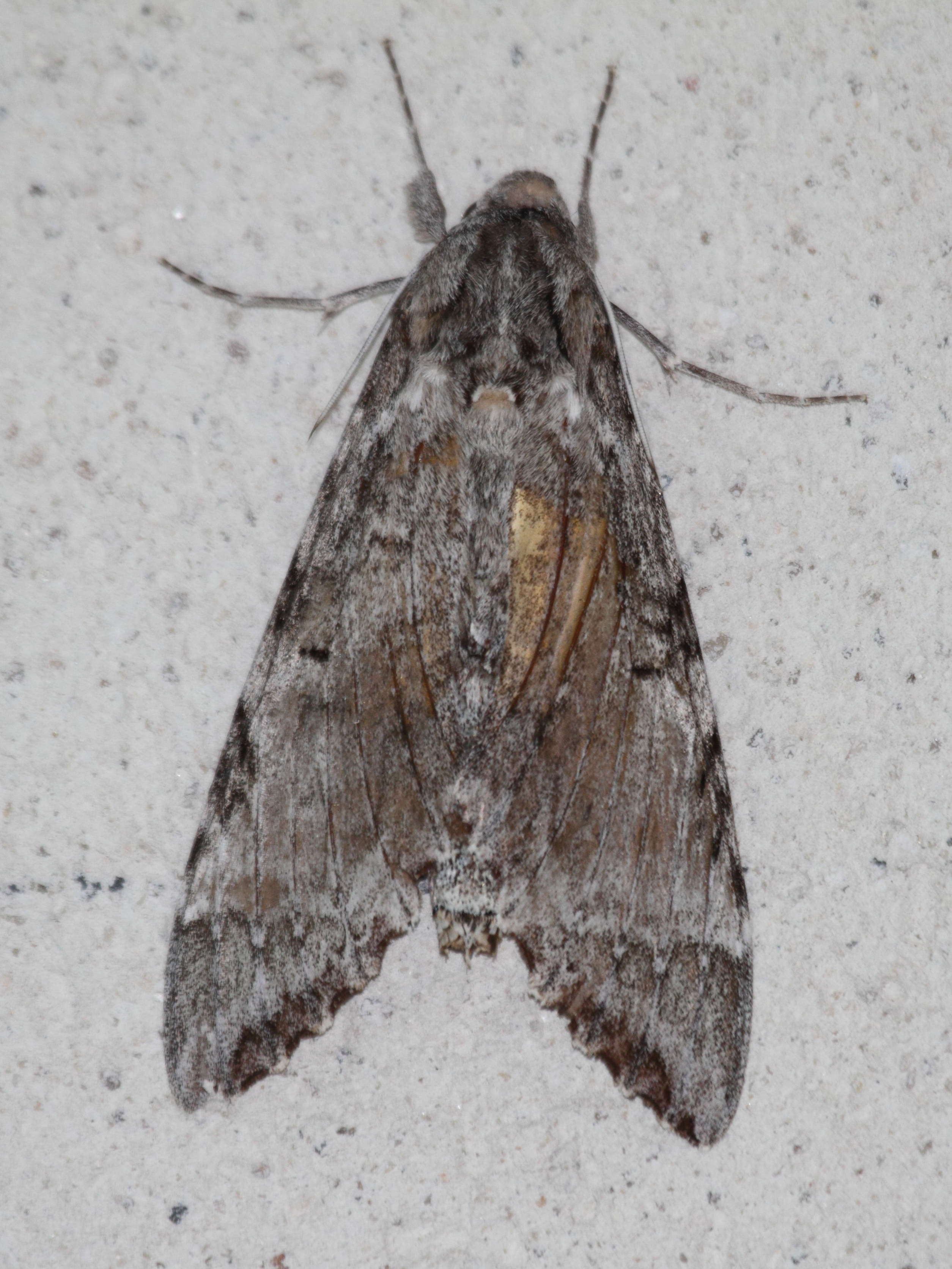 pseudosphinx_tetrio1bd