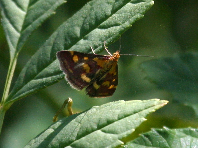 pyrausta_aurata1bd