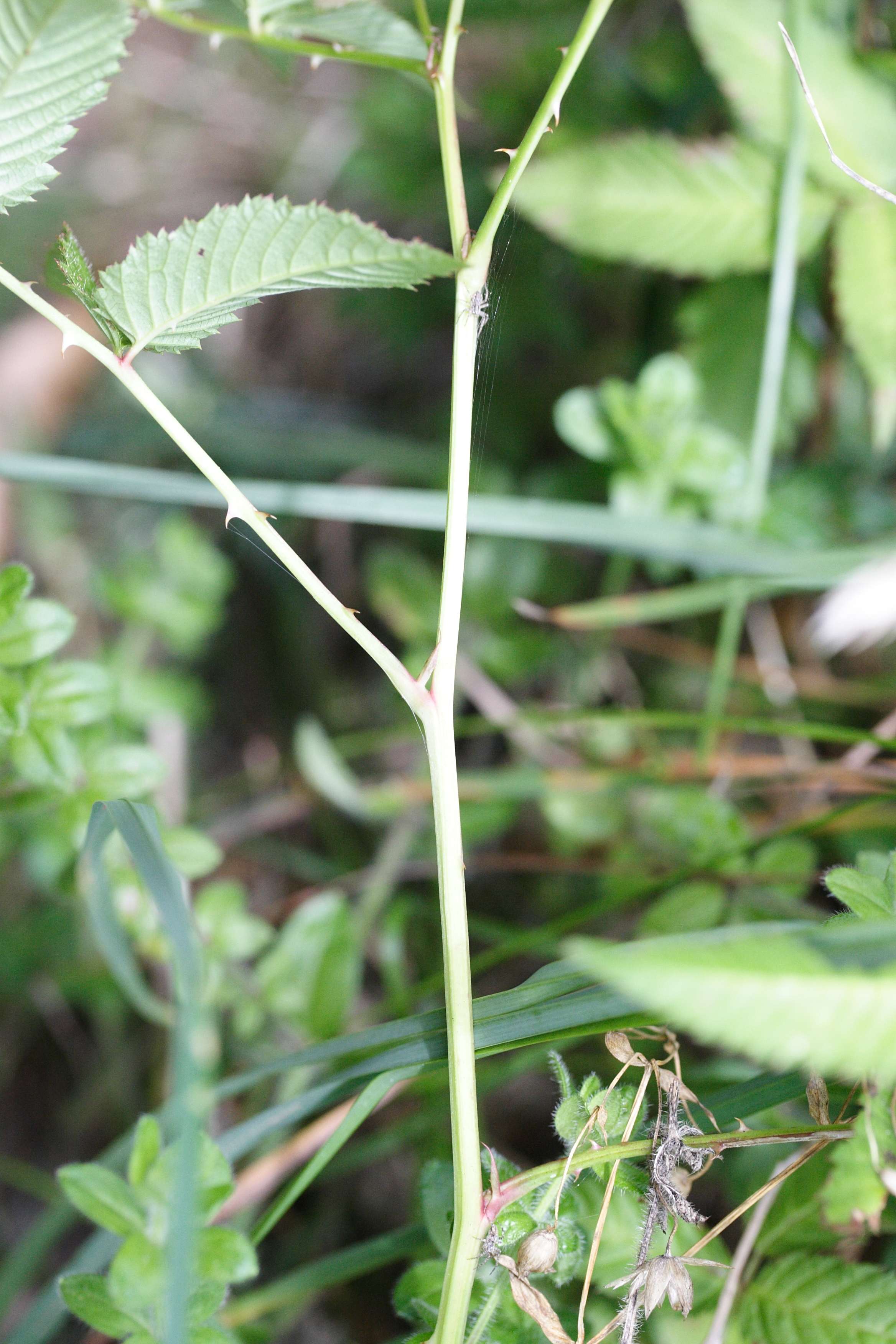 Afficher le média rubus_illecebrosus2md rubus_illecebrosus2md