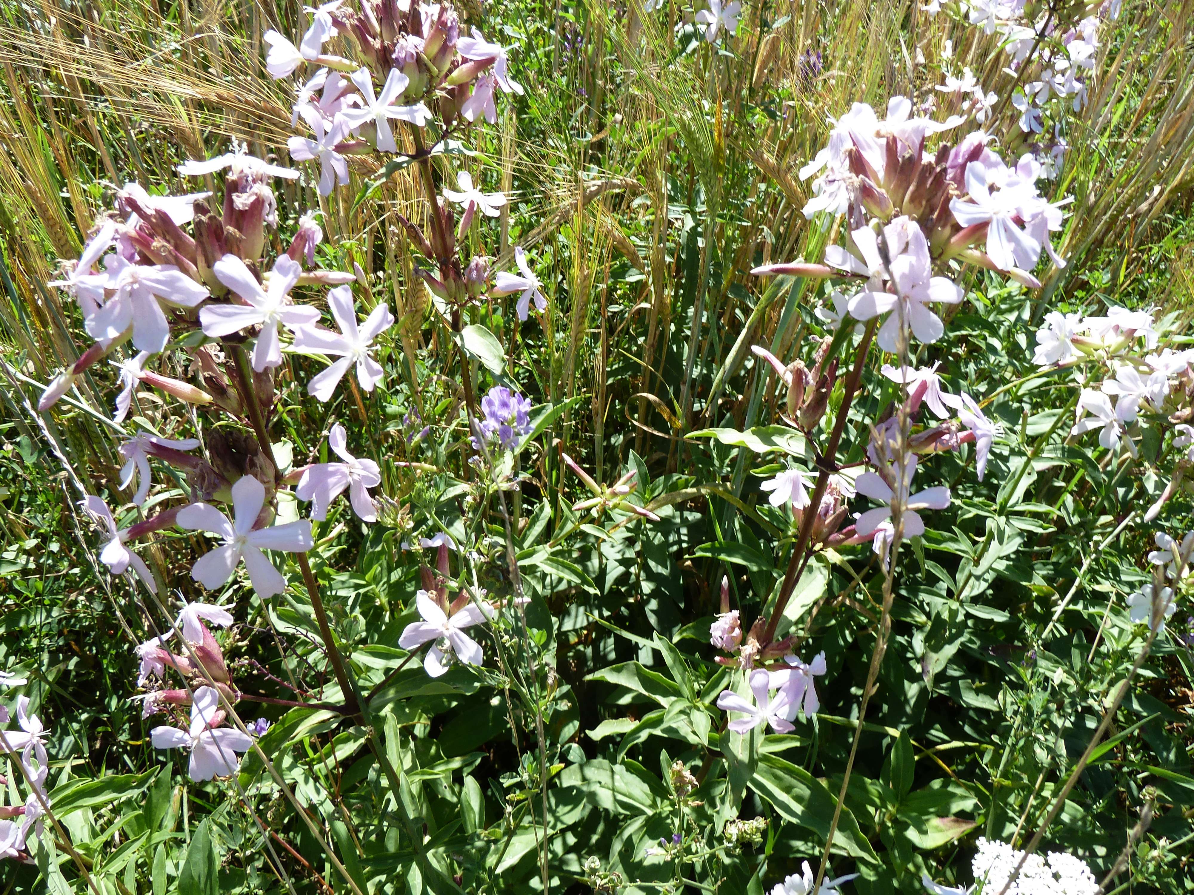 Afficher le média saponaria_officinalis2gv saponaria_officinalis2gv