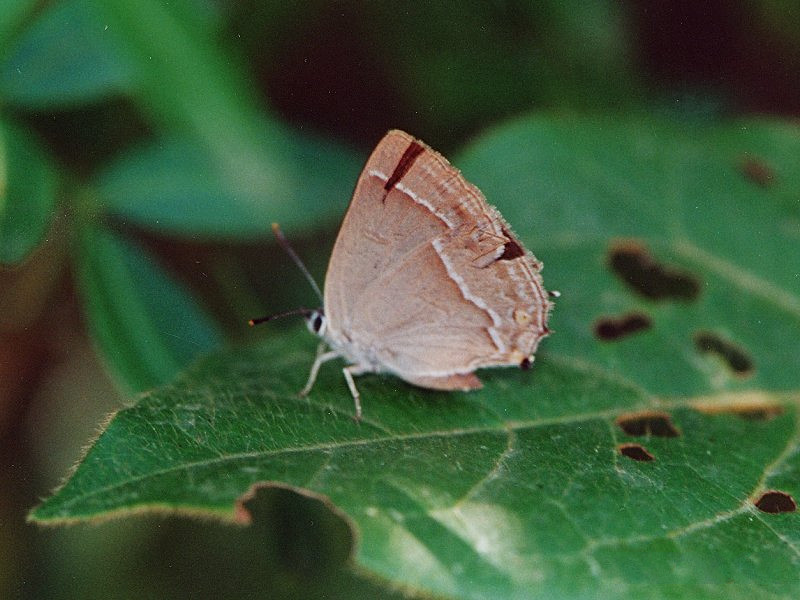 satyrium_acaciae1md