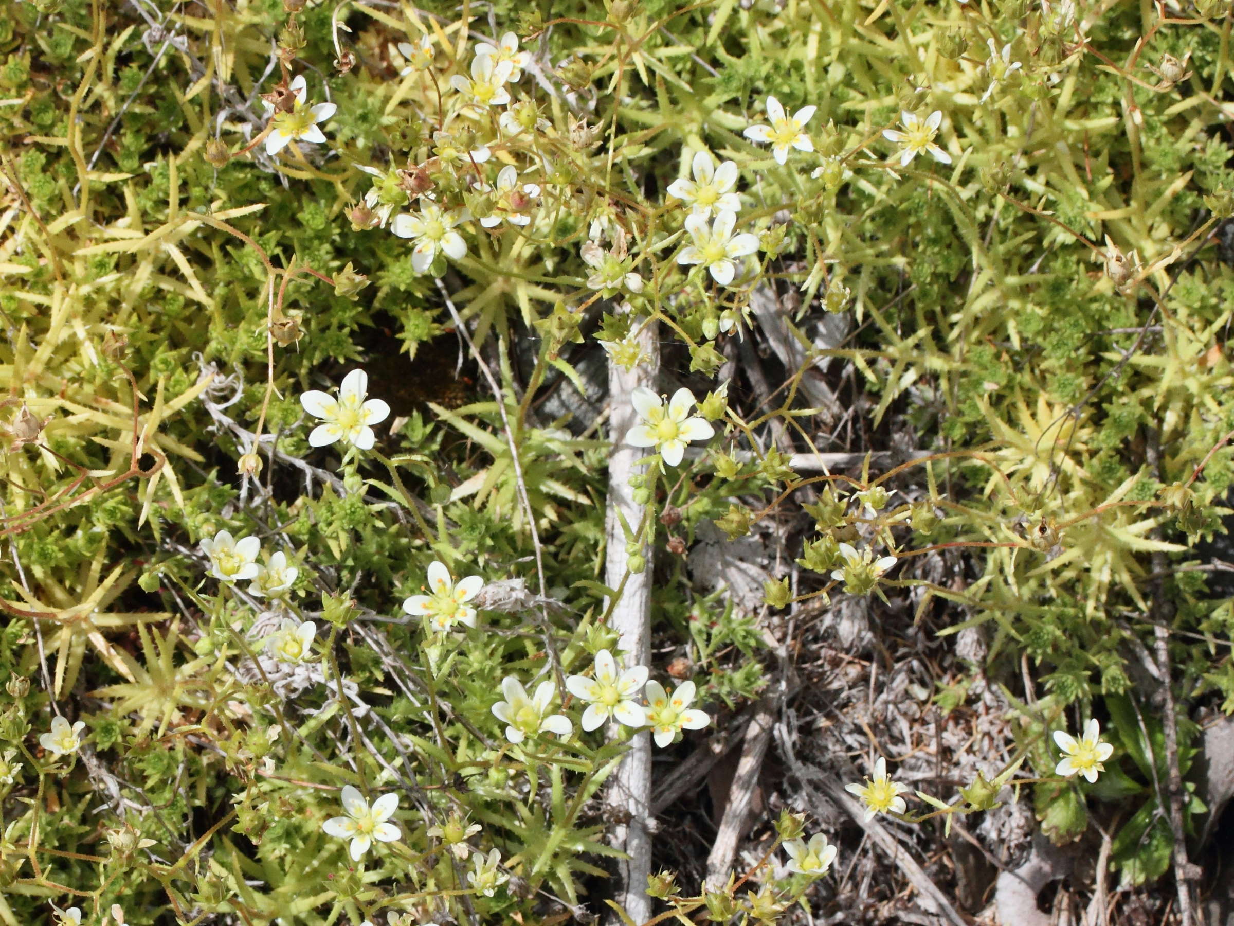 Afficher le média saxifraga_aspera1md saxifraga_aspera1md