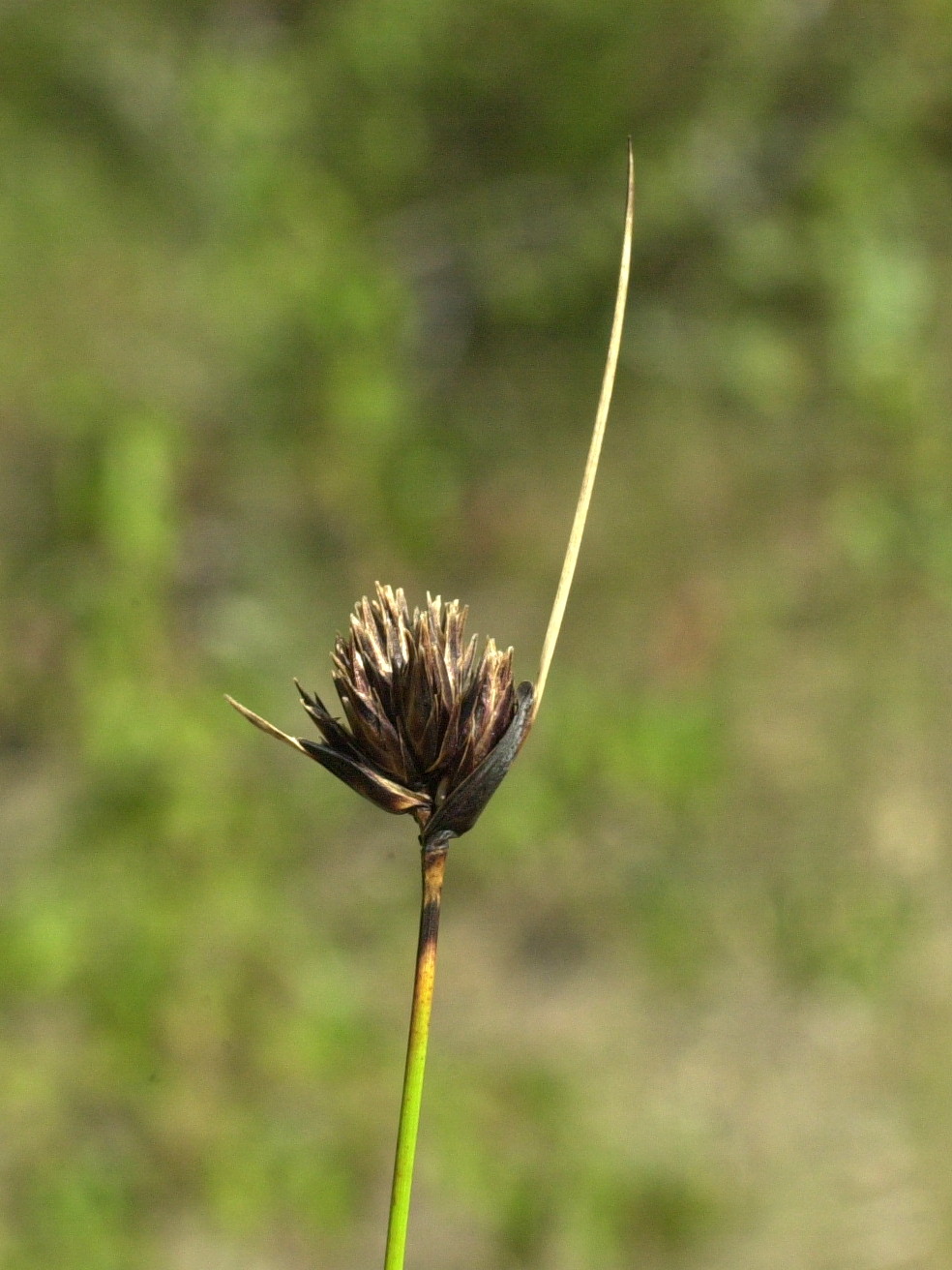 schoenus_nigricans3md