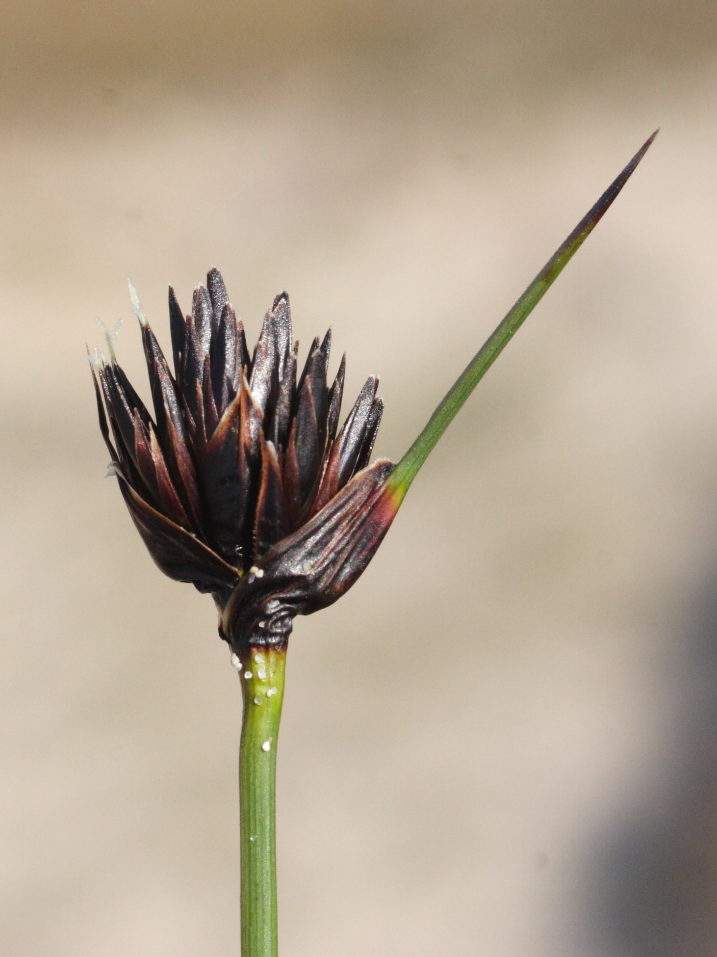 schoenus_nigricans4md