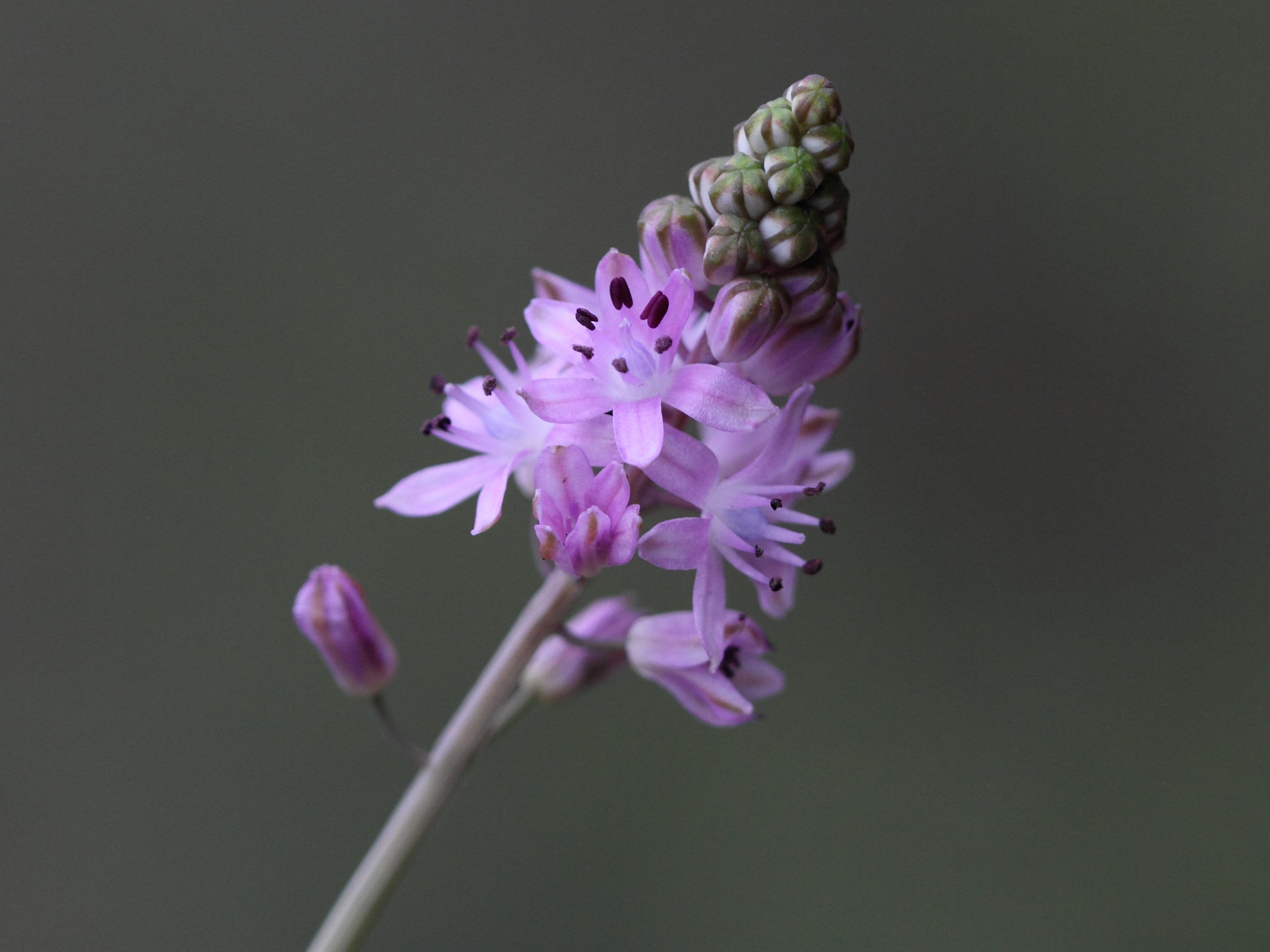 Afficher le média scilla_autumnalis2bbd scilla_autumnalis2bbd