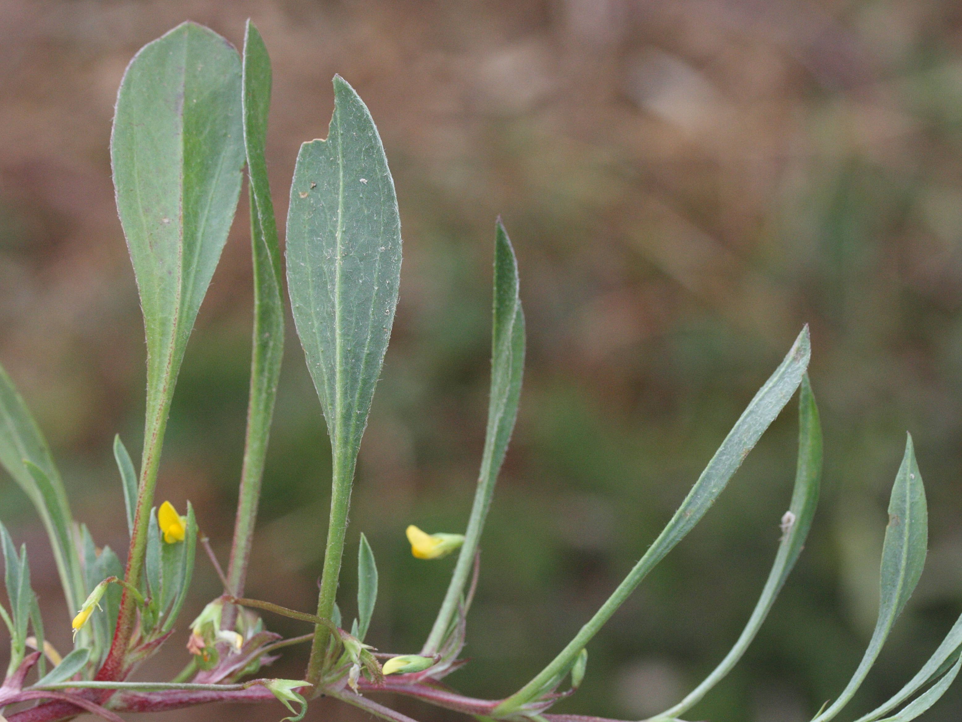 scorpiurus_muricatus5md