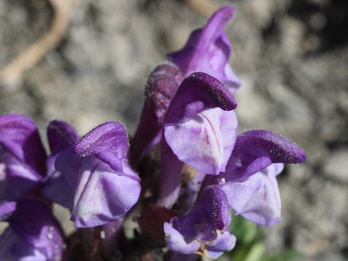 scutellaria_alpina4md