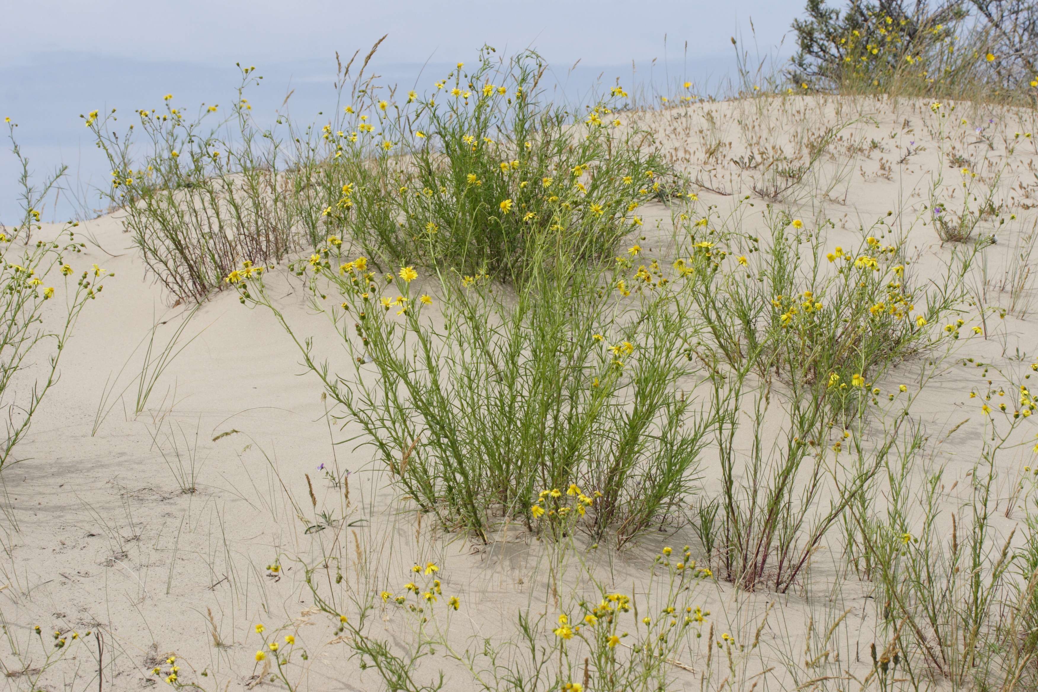 senecio_inaequidens6md