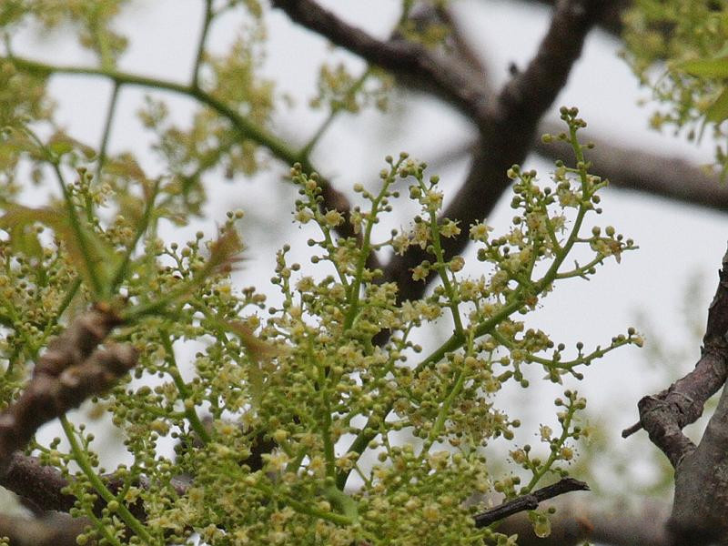 spondias_cytherea4bd