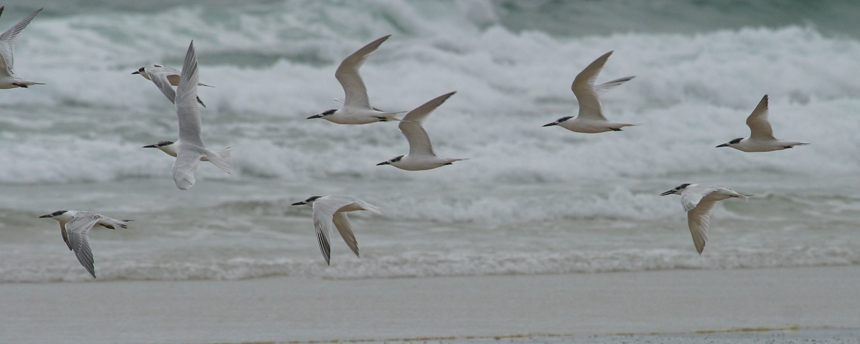 sterne_caugek_-_thalasseus_sandvicensis4bd