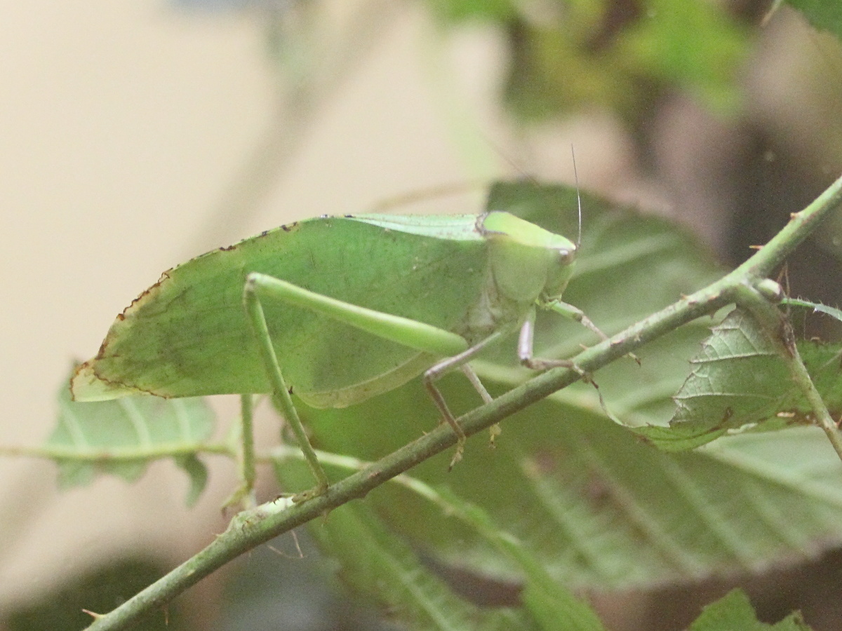 stilpnochlora_couloniana1md