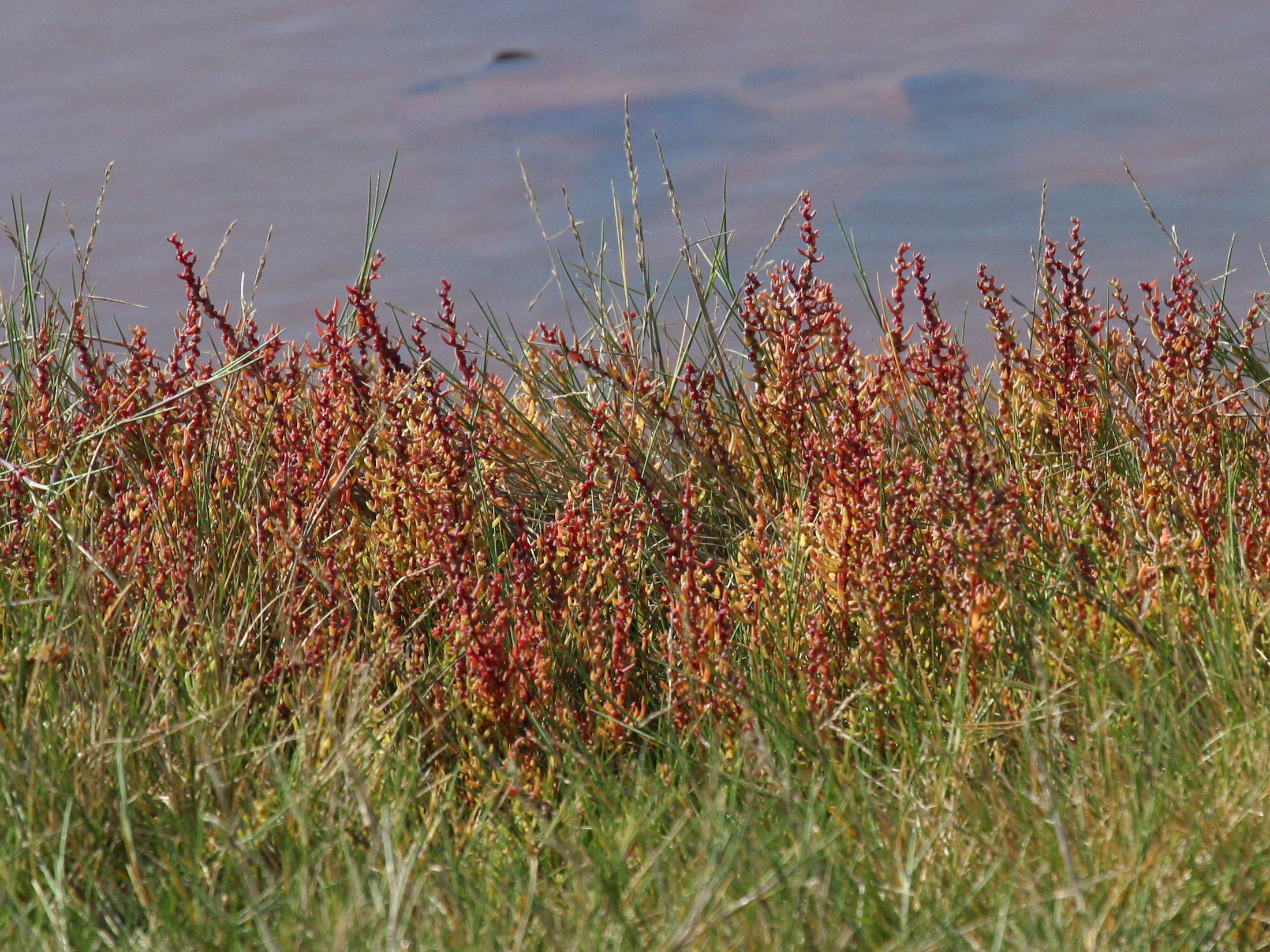 Afficher le média suaeda_maritima5bd suaeda_maritima5bd