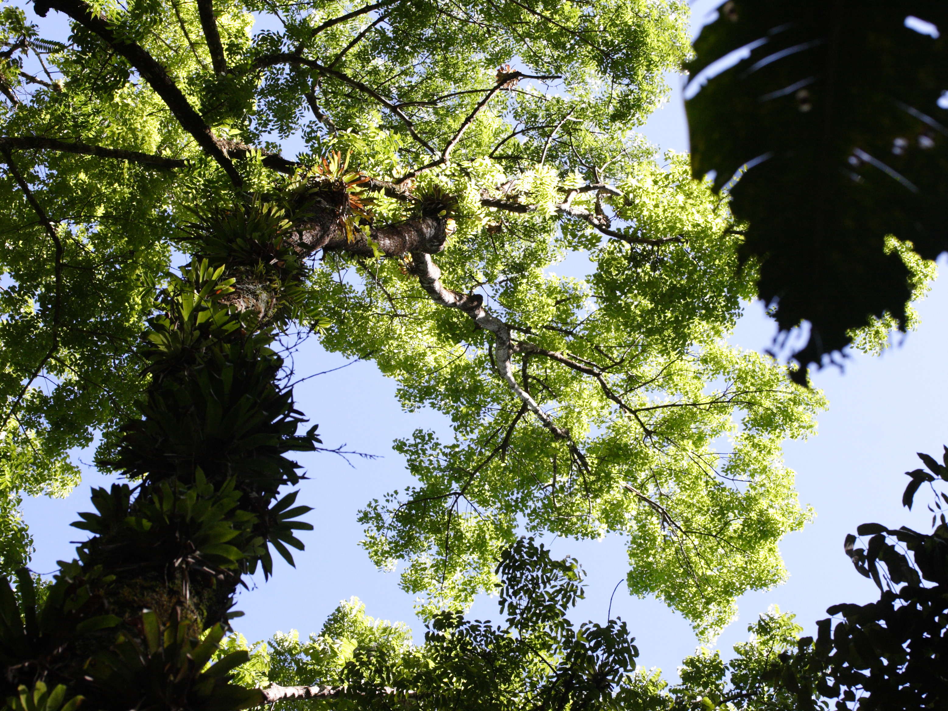 Afficher le média swietenia_macrophylla1md swietenia_macrophylla1md