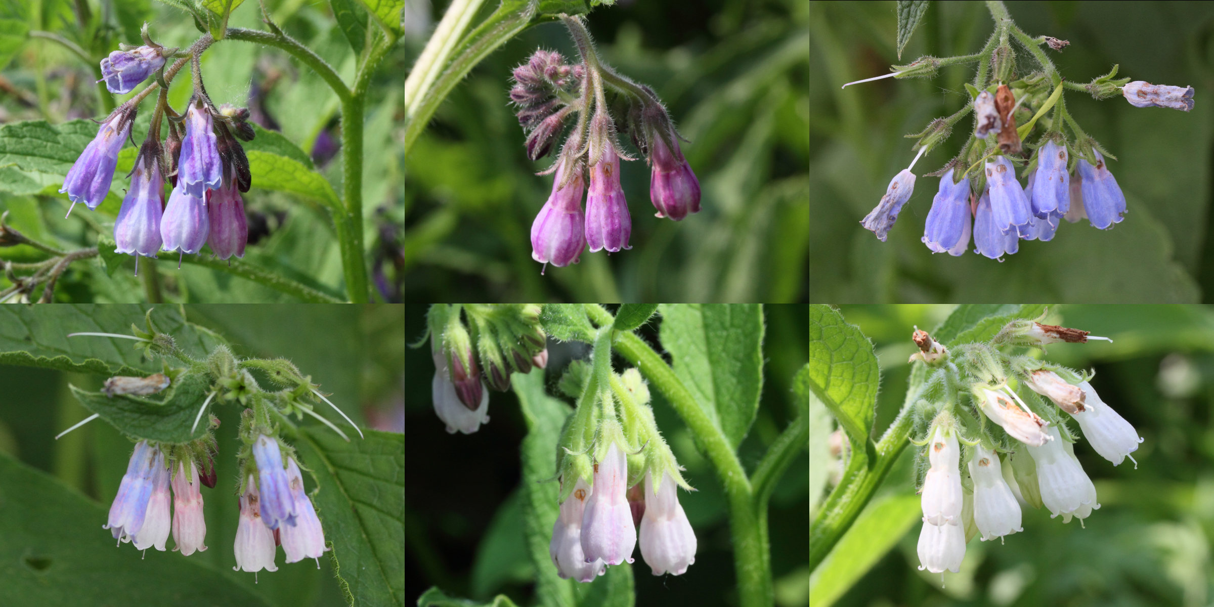 symphytum_officinale3md