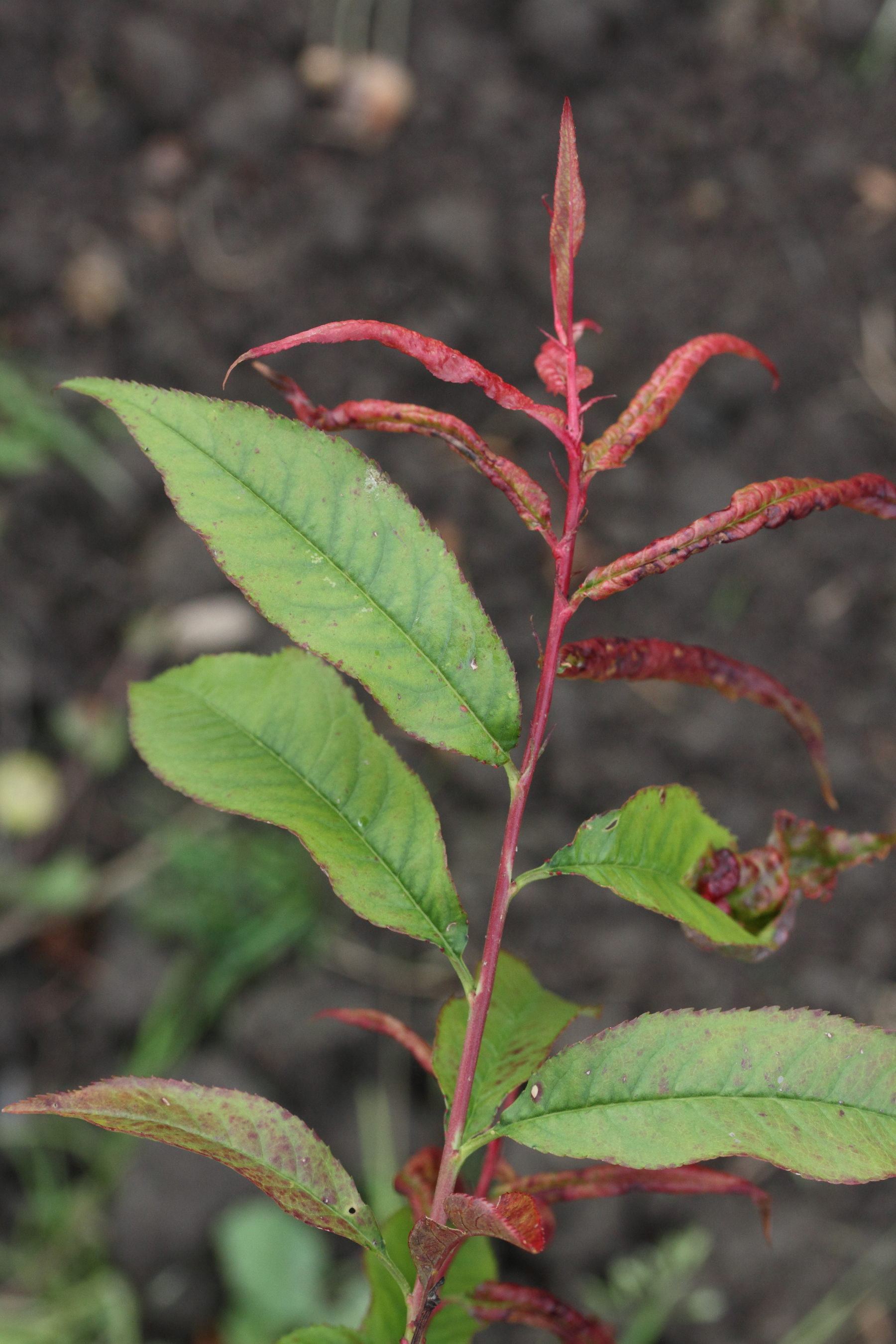 taphrina_deformans1md