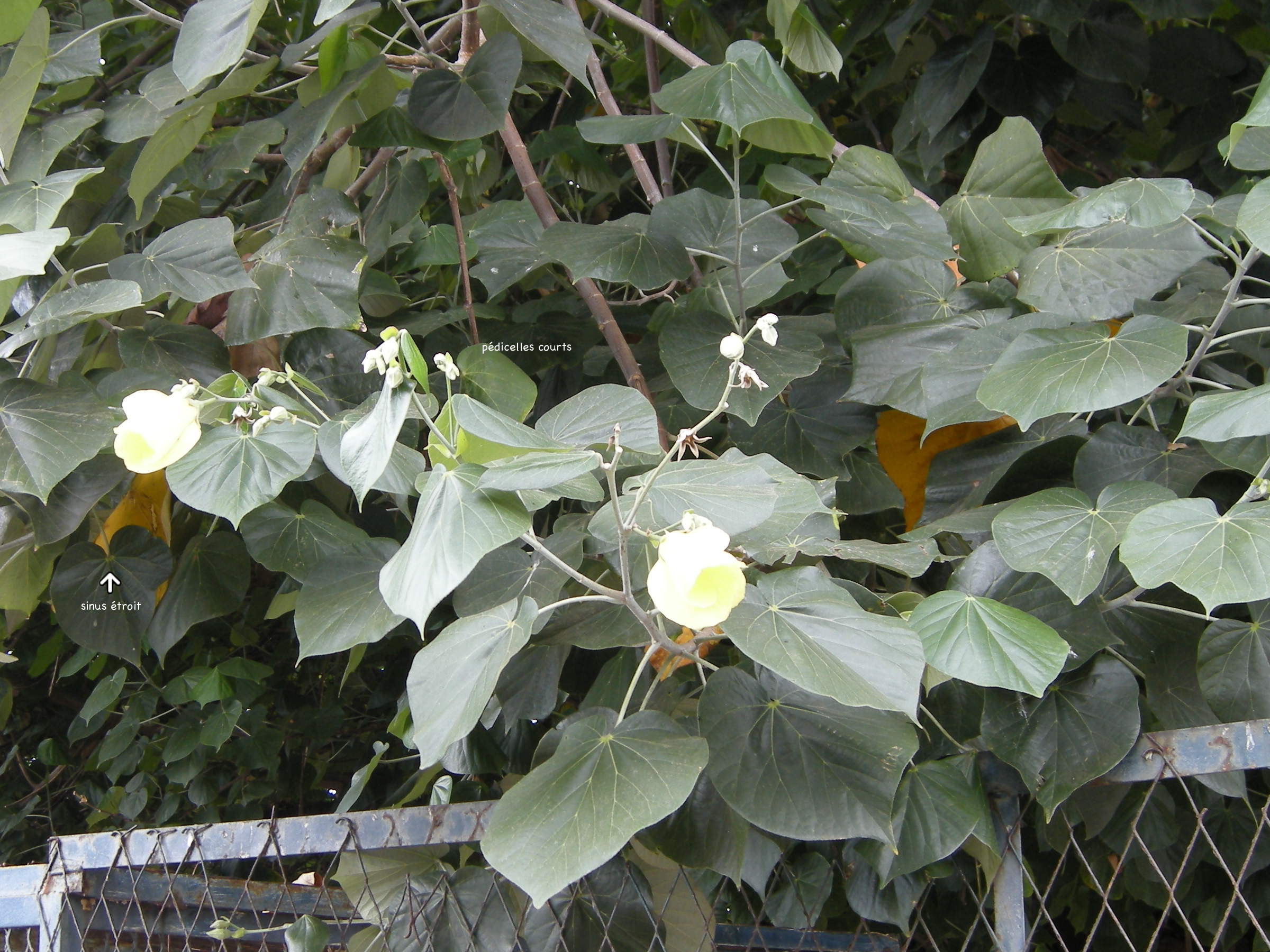 thespesia_populnea3md