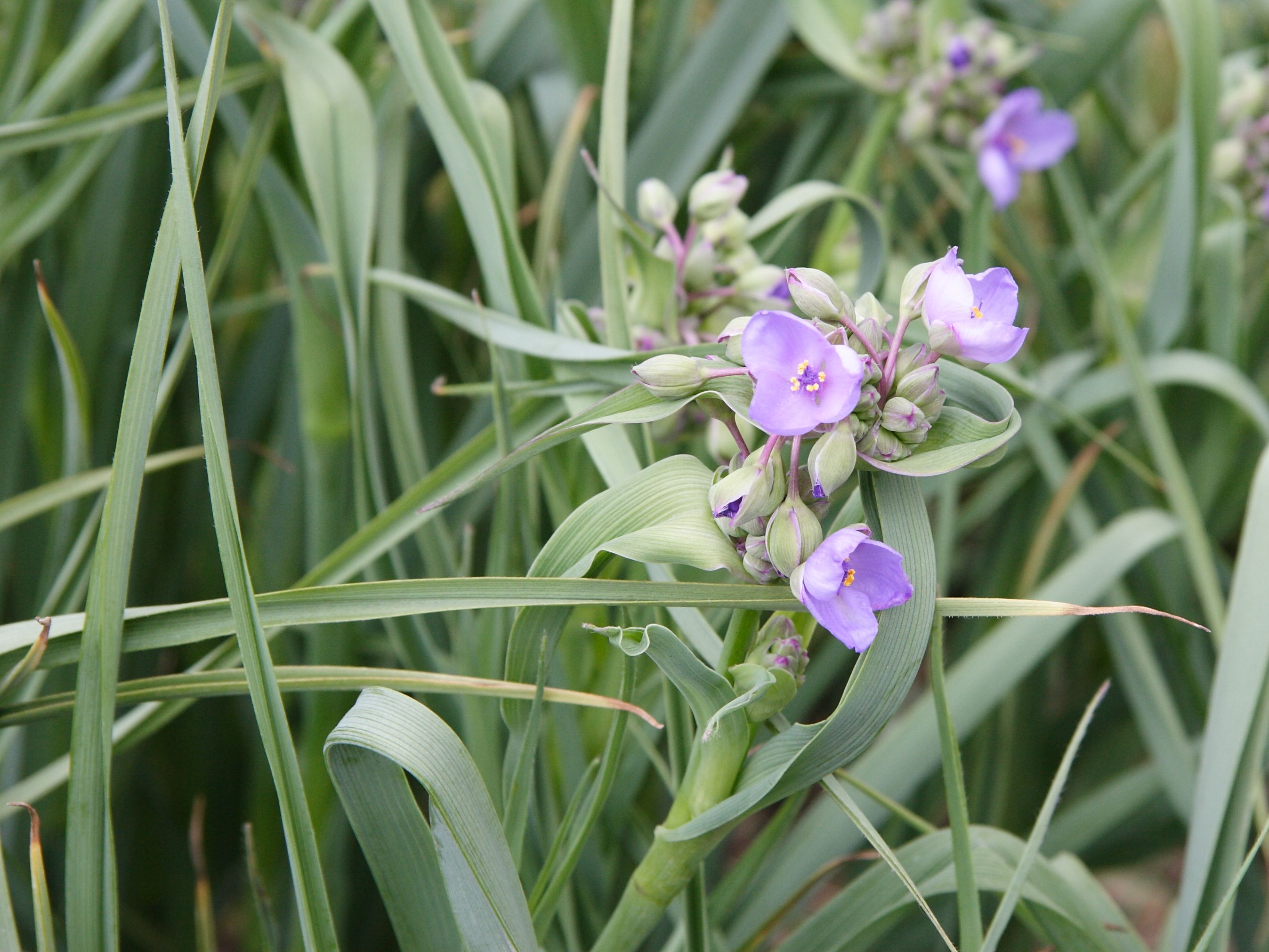 Tradescantia_ohiensis