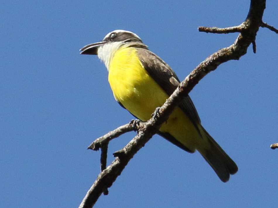 tyran_pitangua_-_megarhynchus_pitangua2bd