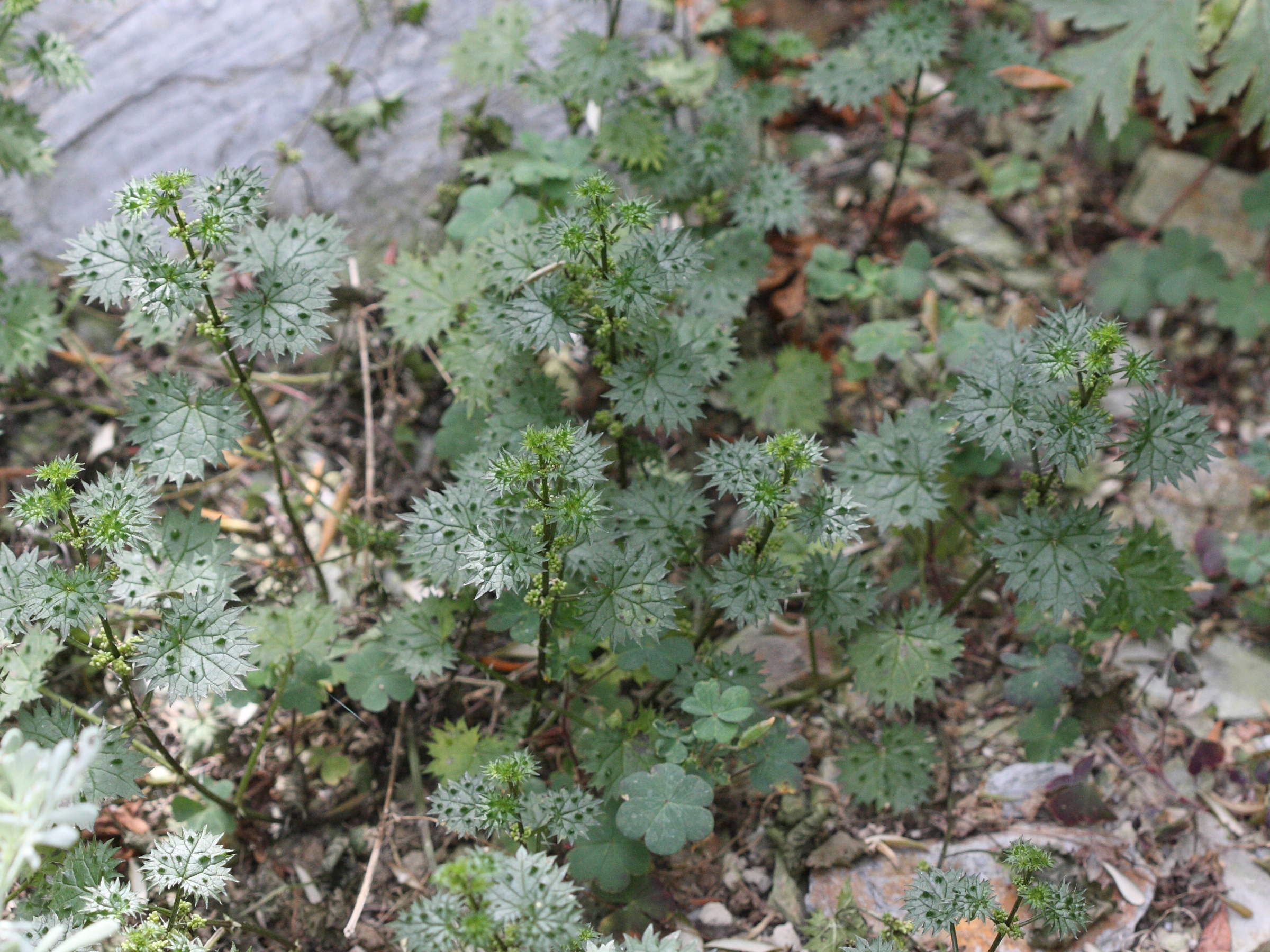 Afficher le média urtica_atrovirens_bianorii2bd urtica_atrovirens_bianorii2bd