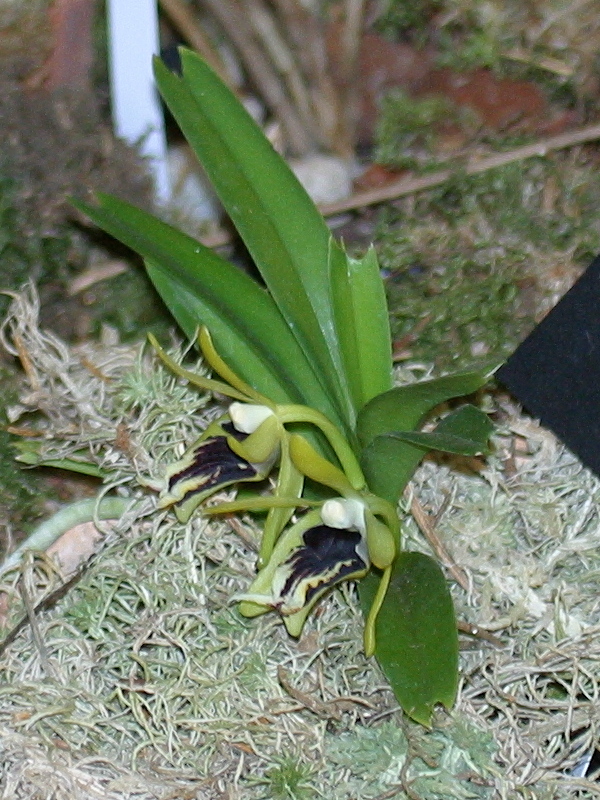 vanda_cristata2bd