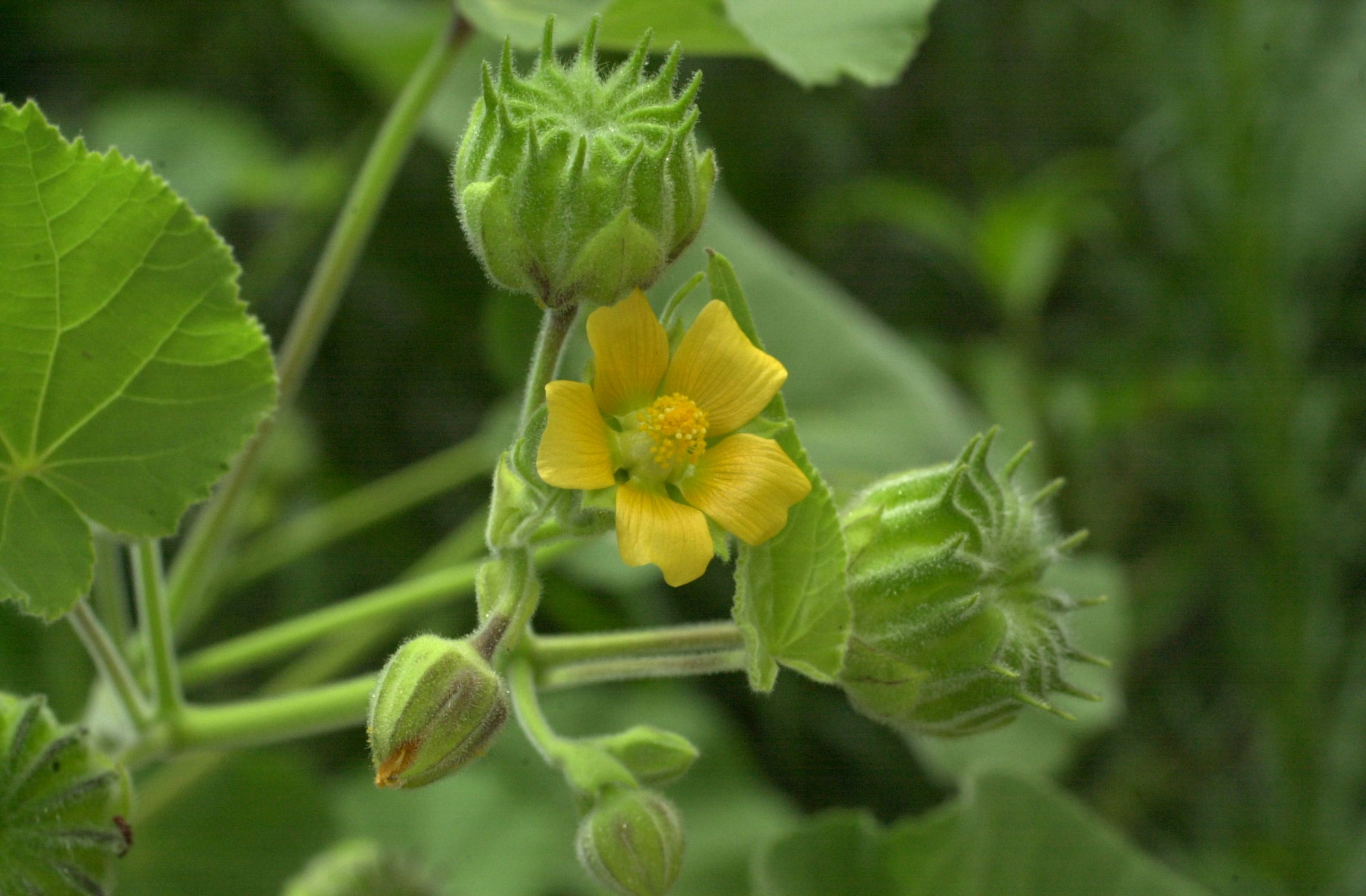 Abutilon_theophrasti