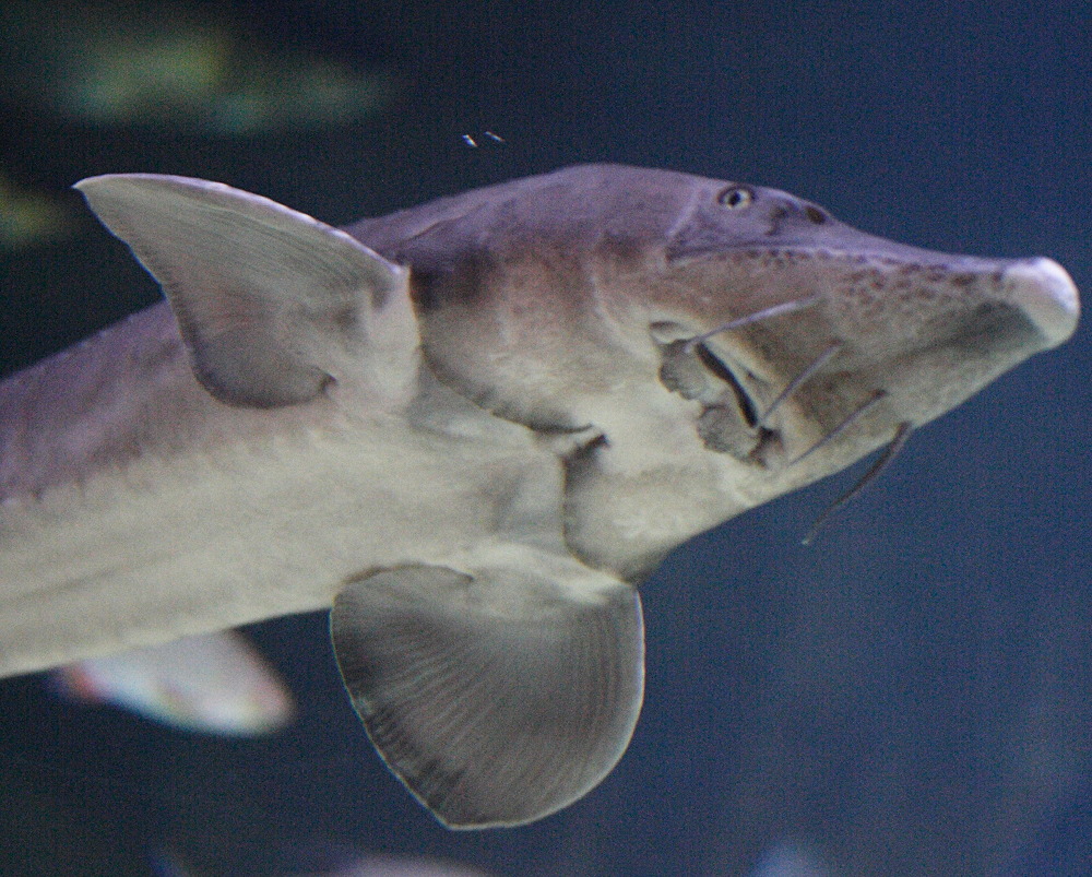 Afficher le média acipenser_baeri2md acipenser_baeri2md