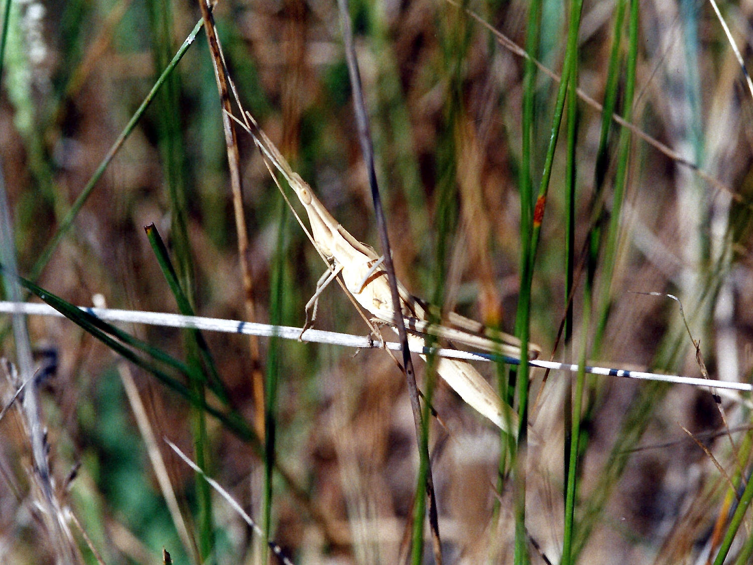 acrida_ungarica_mediterranea2md