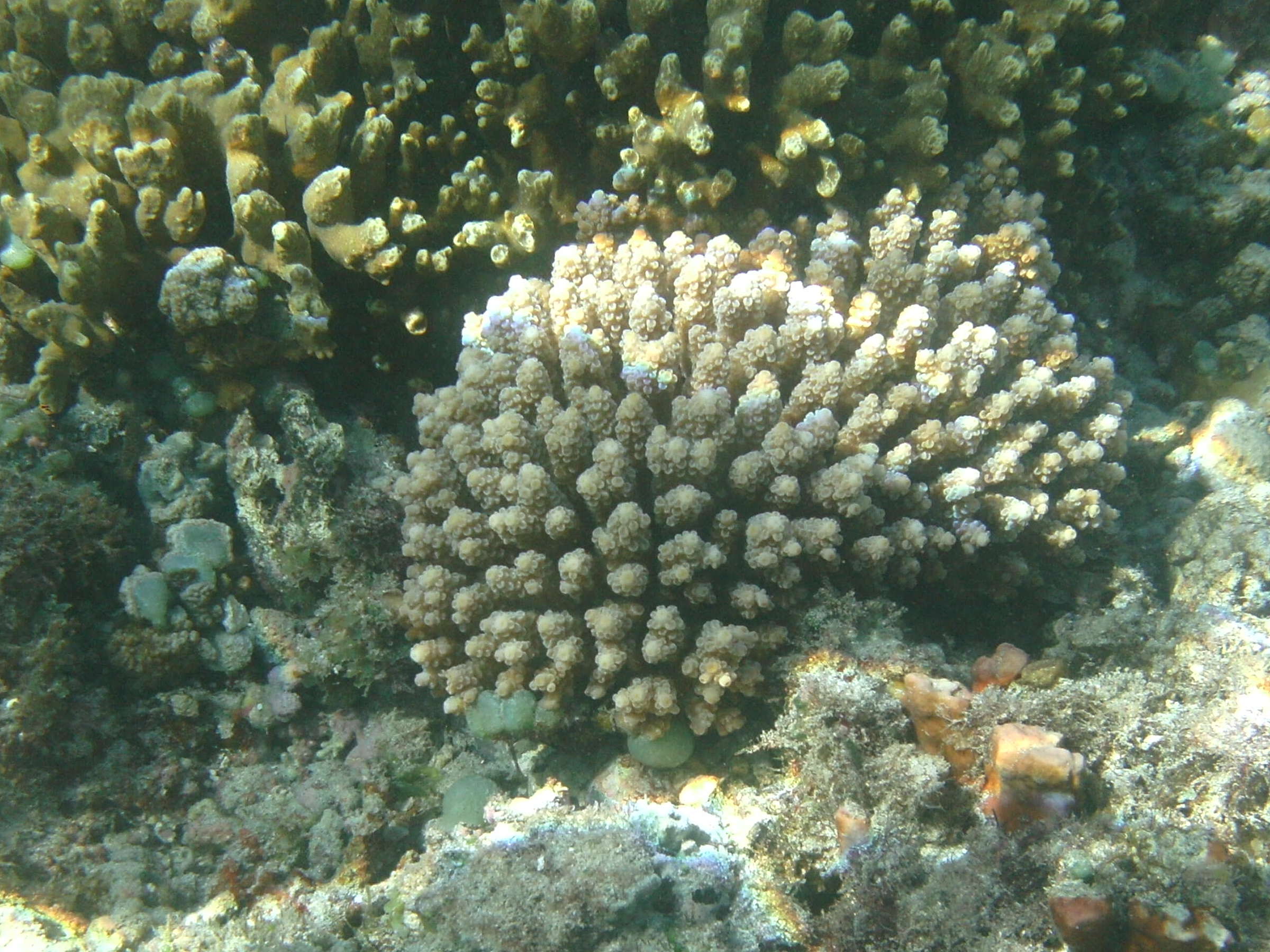 Afficher le média acropora_humilis5bd acropora_humilis5bd