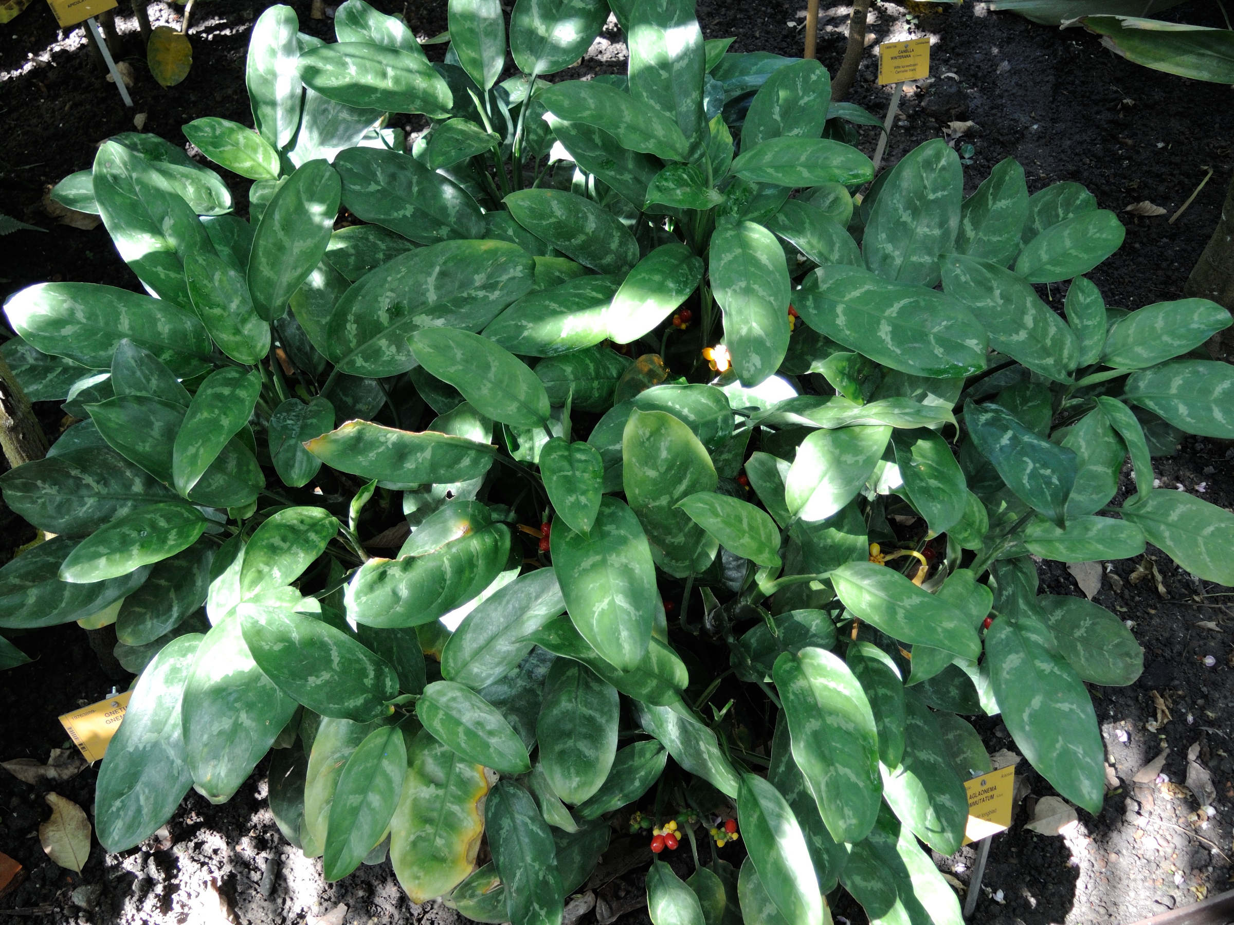 aglaonema_commutatum2md