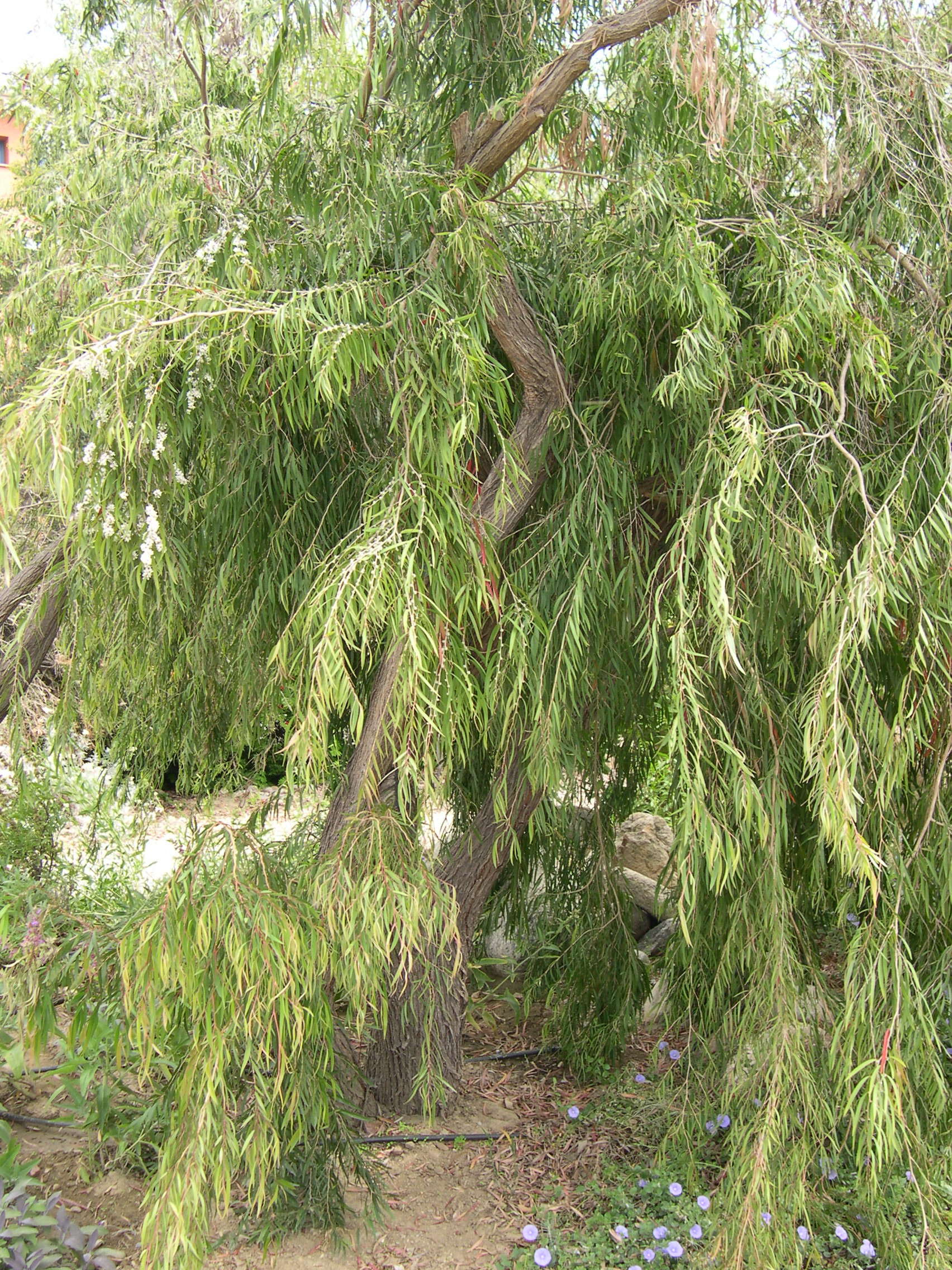 Afficher le média agonis_flexuosa1md agonis_flexuosa1md