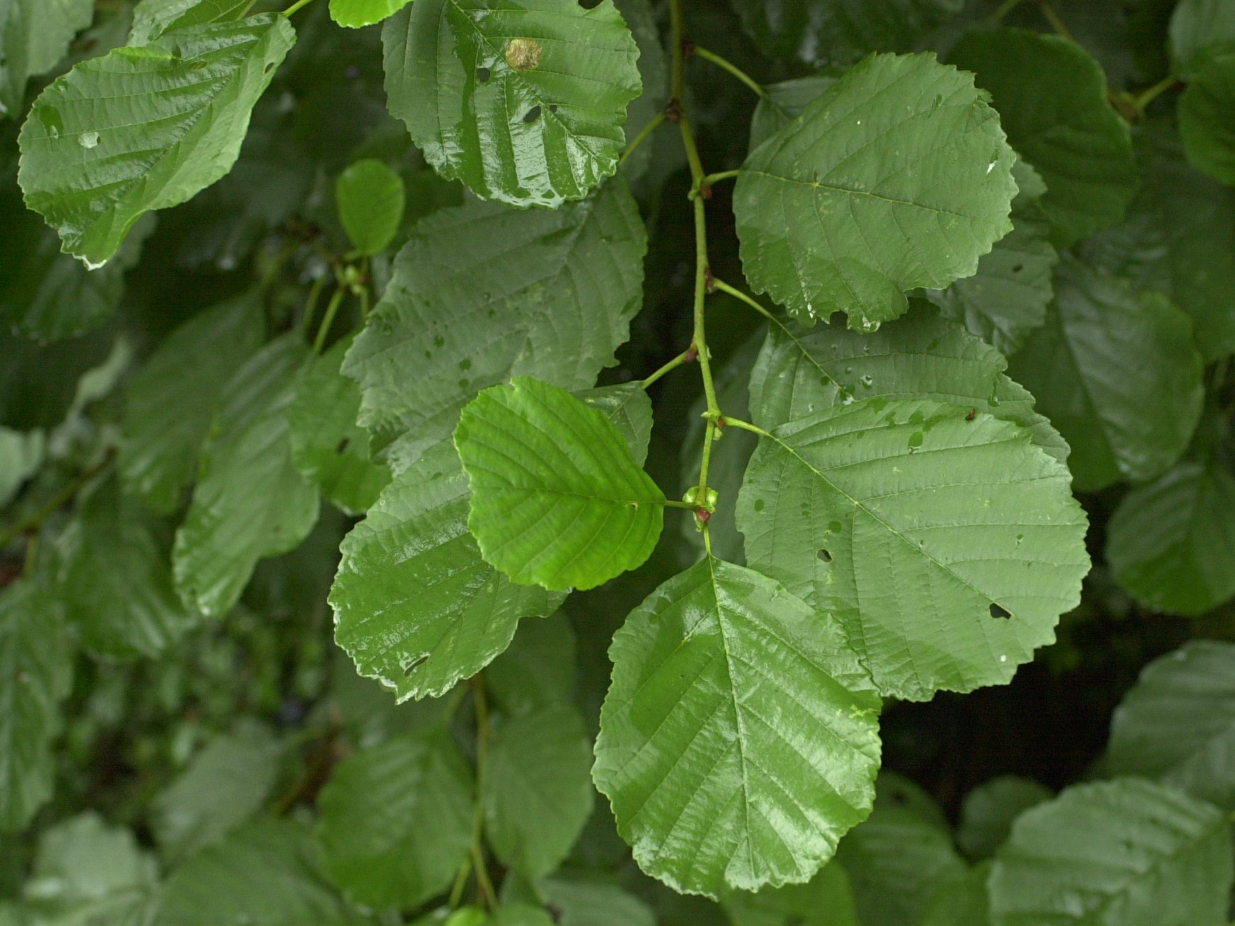 alnus_glutinosa1bmd
