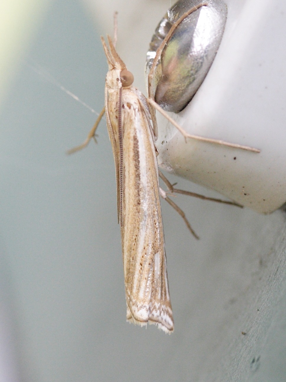 ancylolomia_tentaculella3md