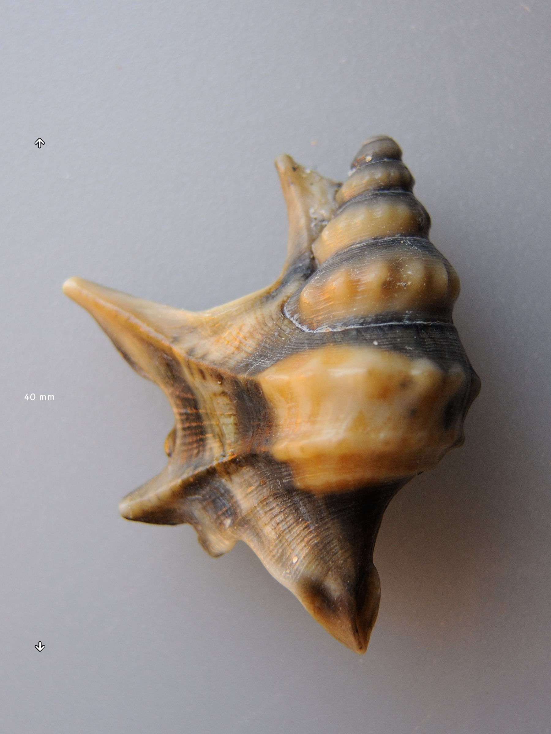 aporrhais_pespelecani2md