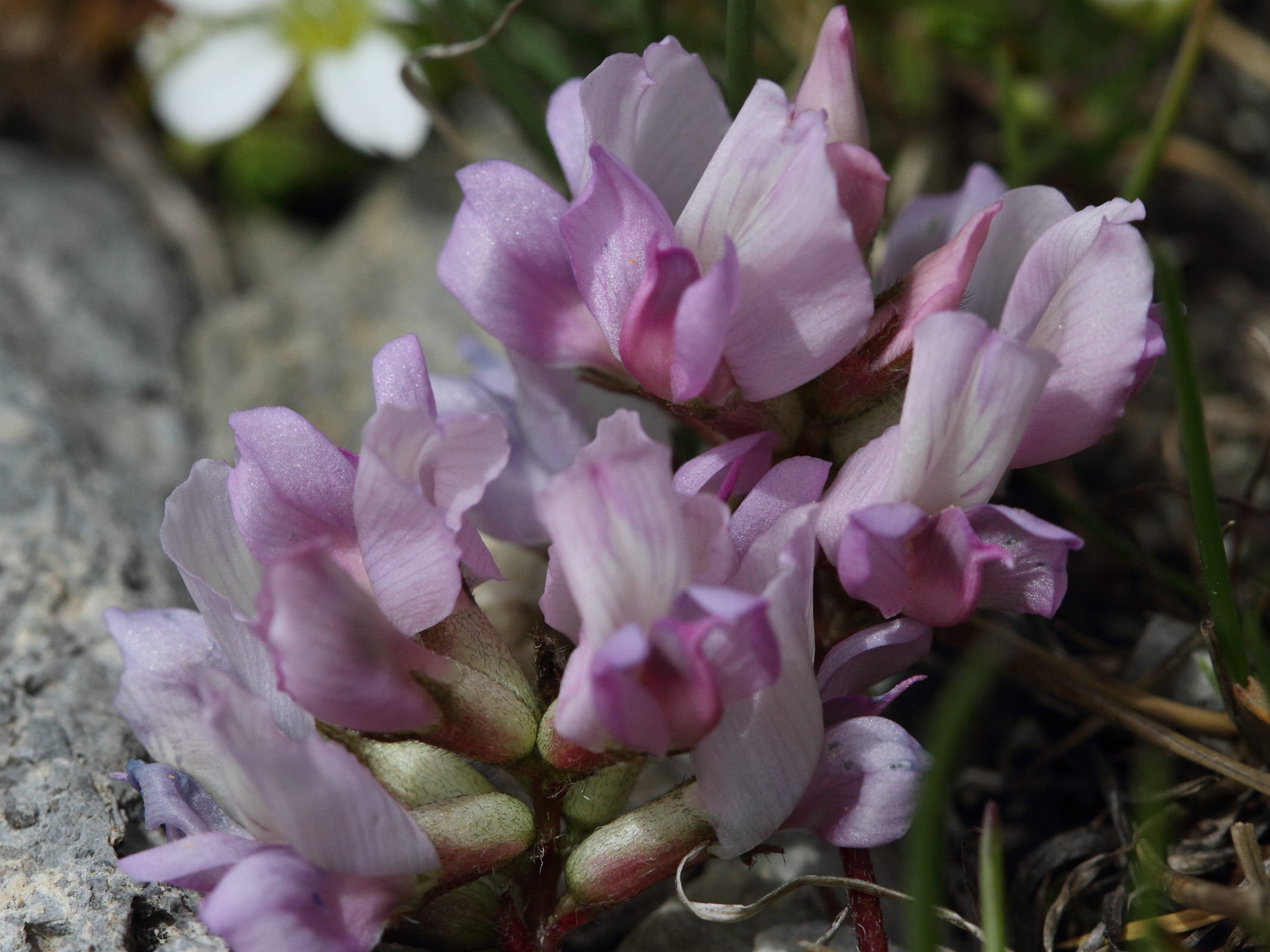 astragalus_incanus2bd