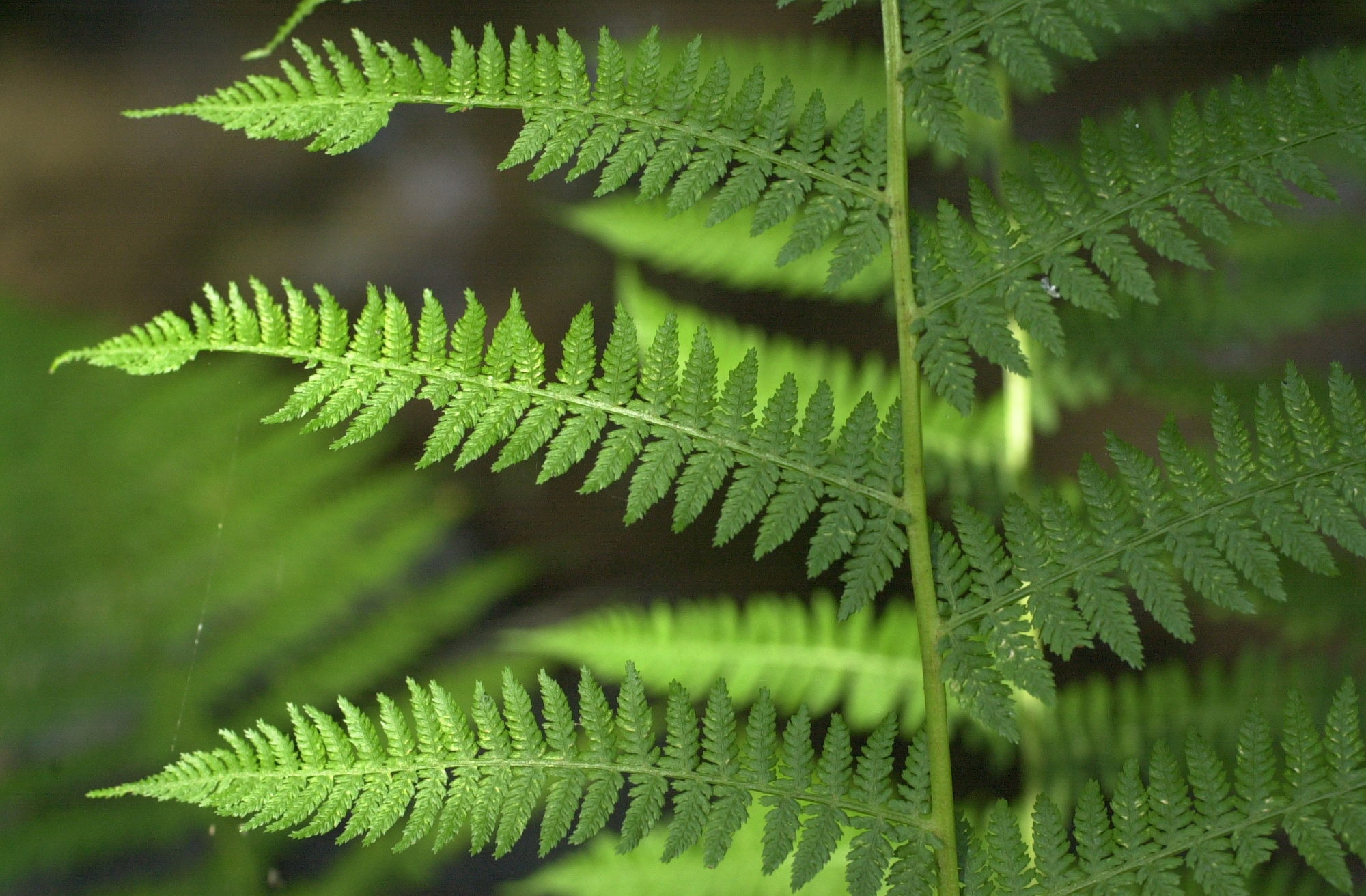 Afficher le média athyrium_filis-femina3md athyrium_filis-femina3md