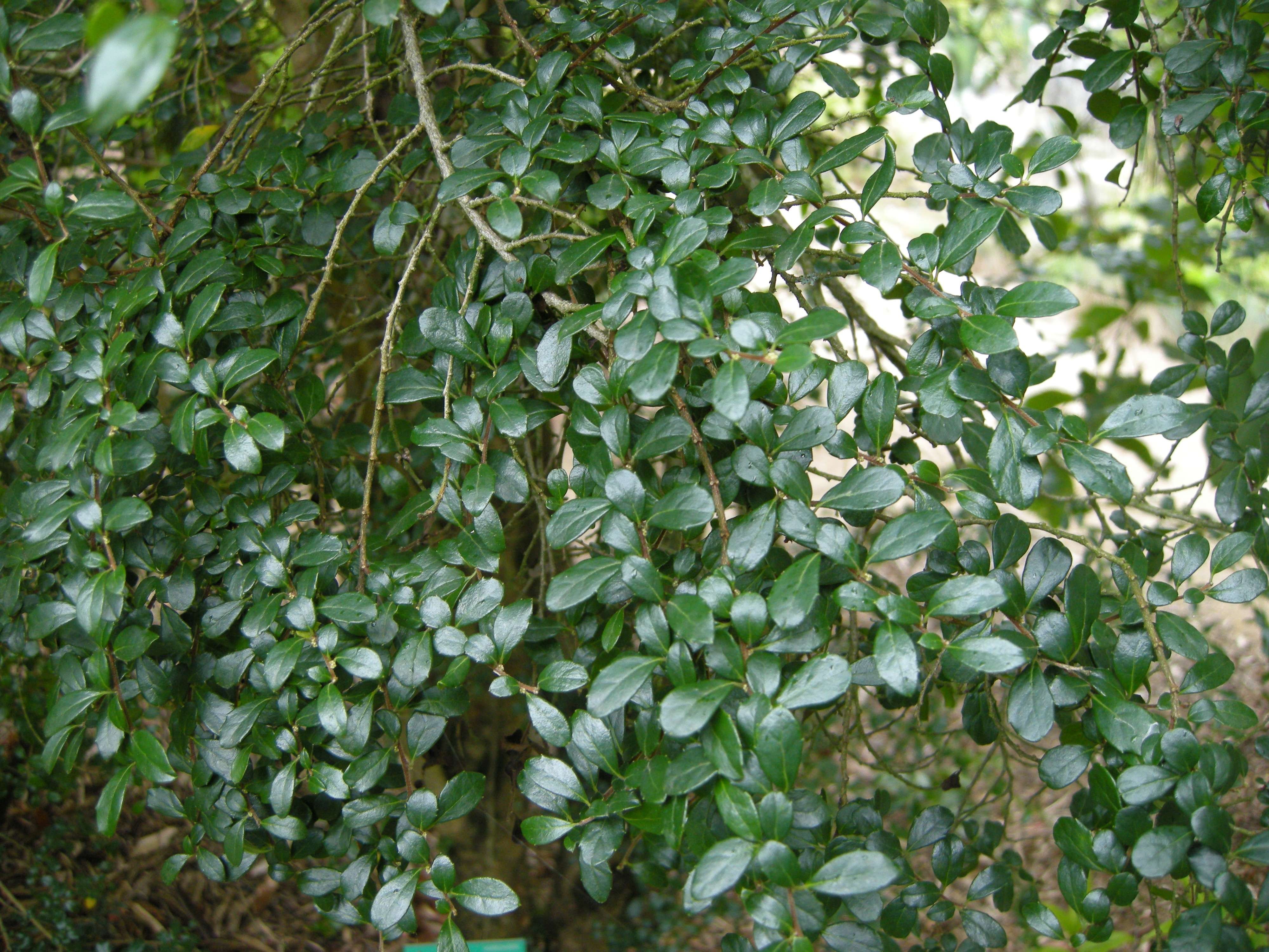 azara_microphylla1bd