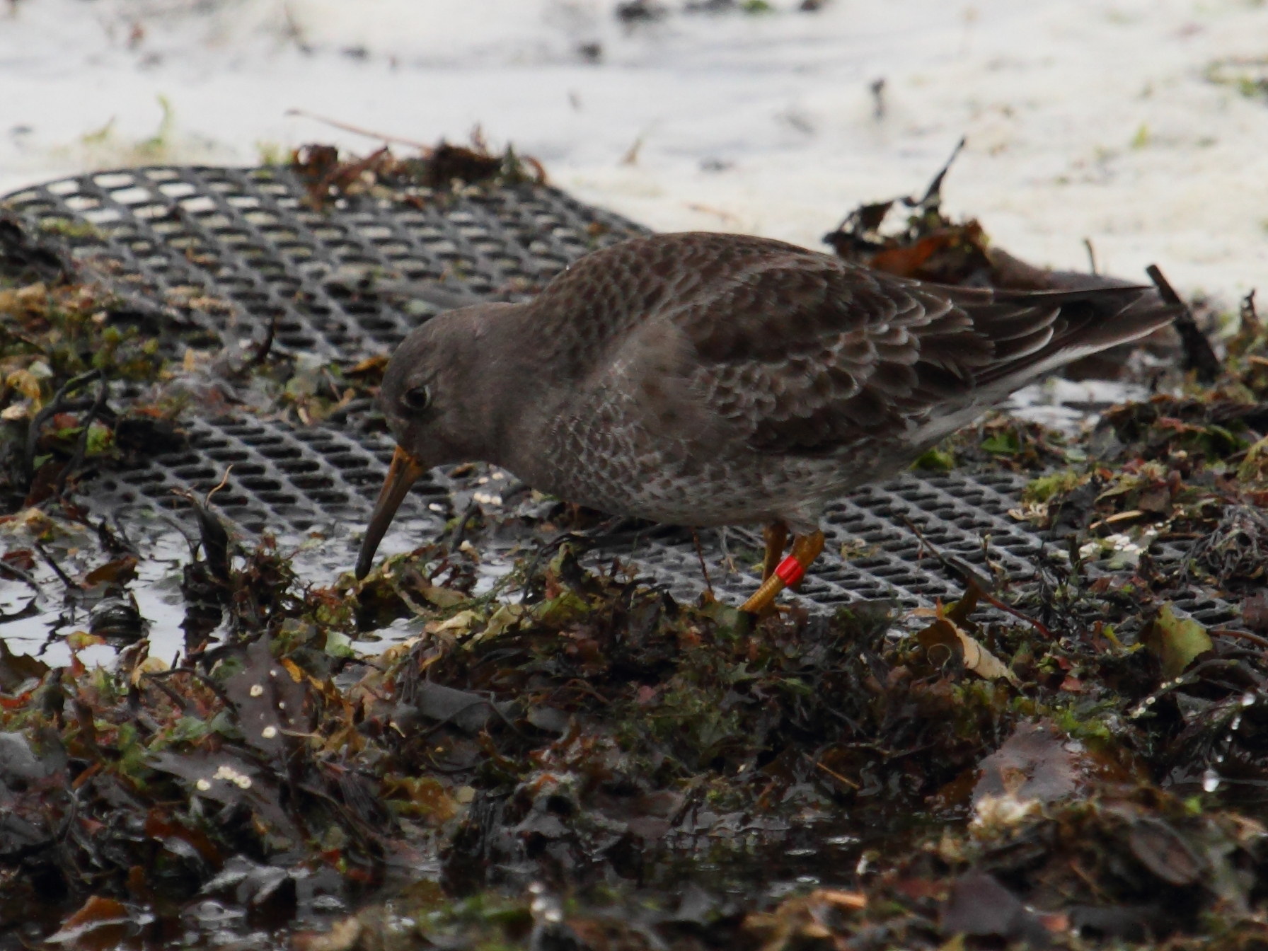 becasseau_violet_-_calidris_maritima1bd