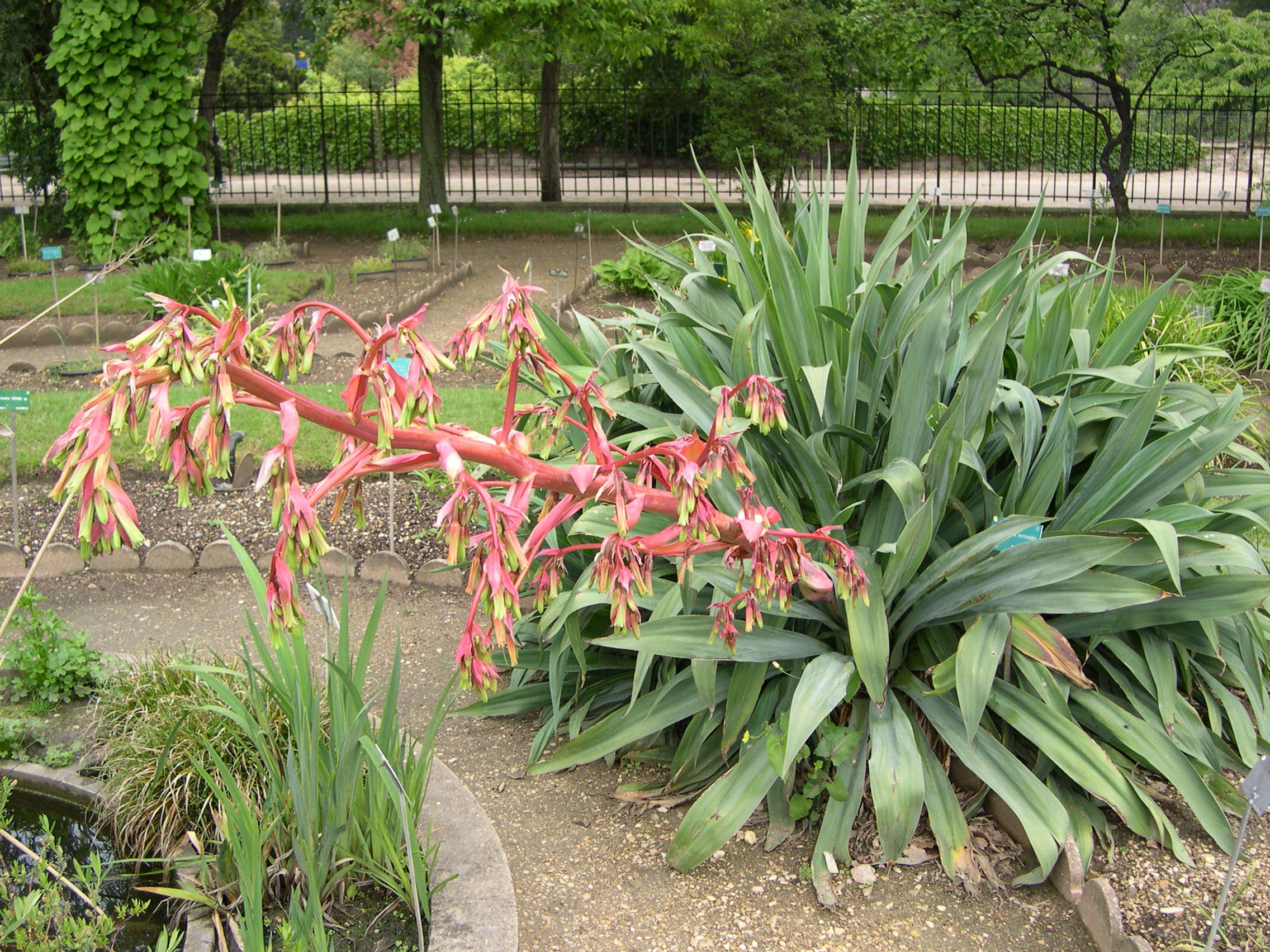 beschorneria_yuccoides1md