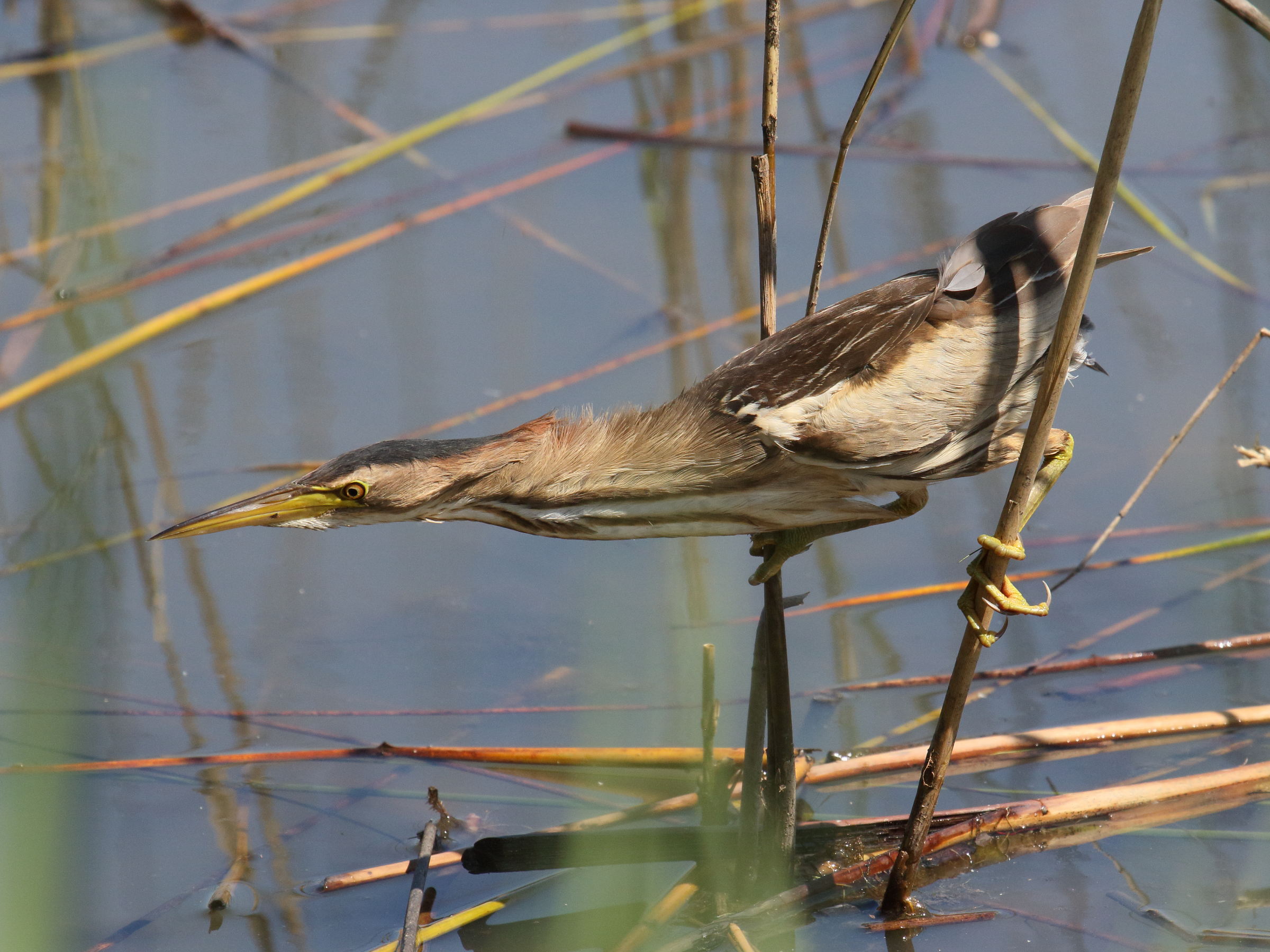 blongios_nain_-_ixobrychus_minutus6bd